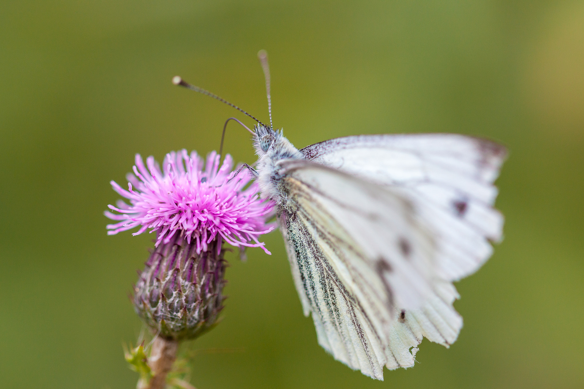 Canon EOS 500D (EOS Rebel T1i / EOS Kiss X3) sample photo. Small white butterfly. photography