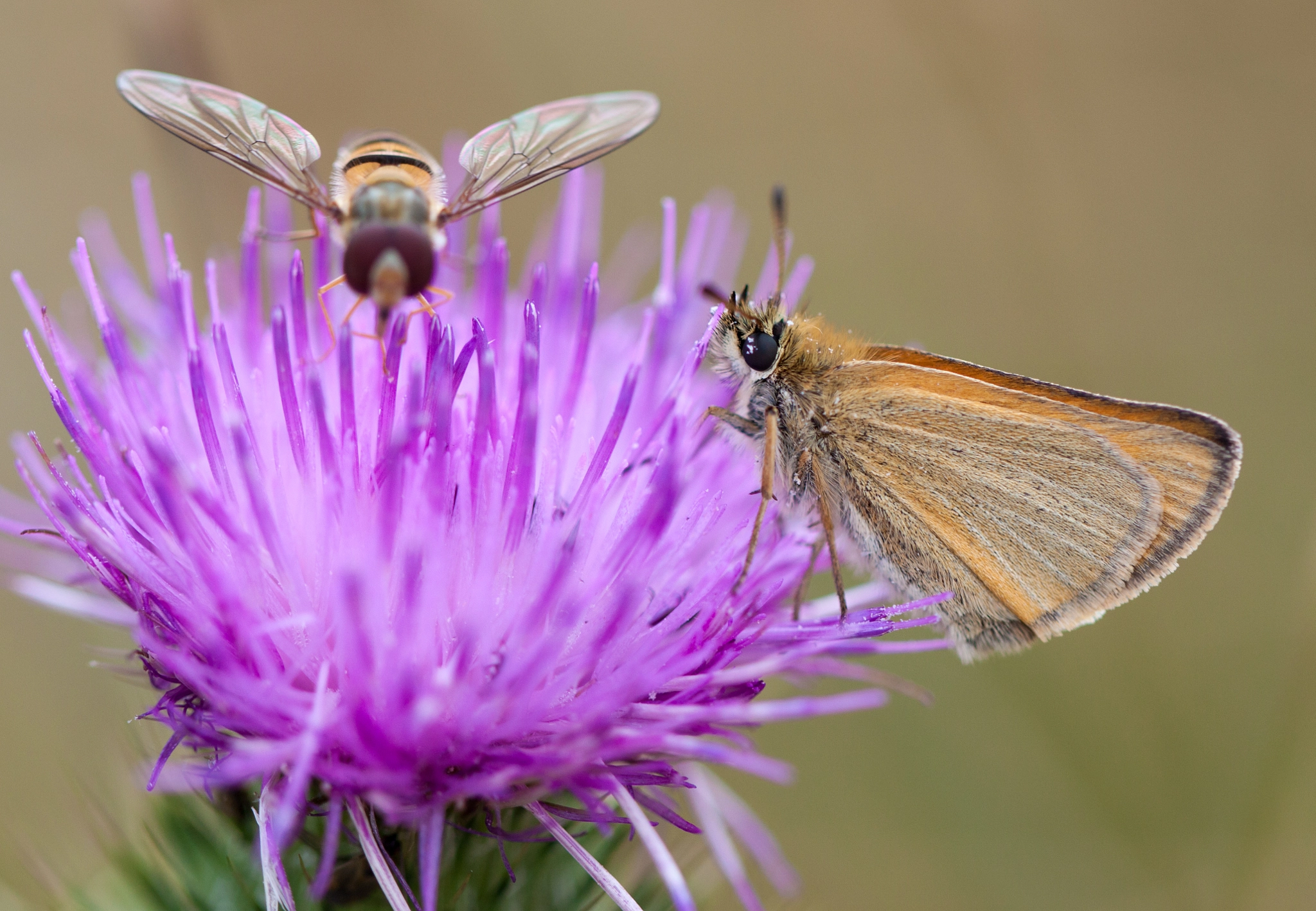 Canon EOS 500D (EOS Rebel T1i / EOS Kiss X3) sample photo. Essex skipper butterfly. photography