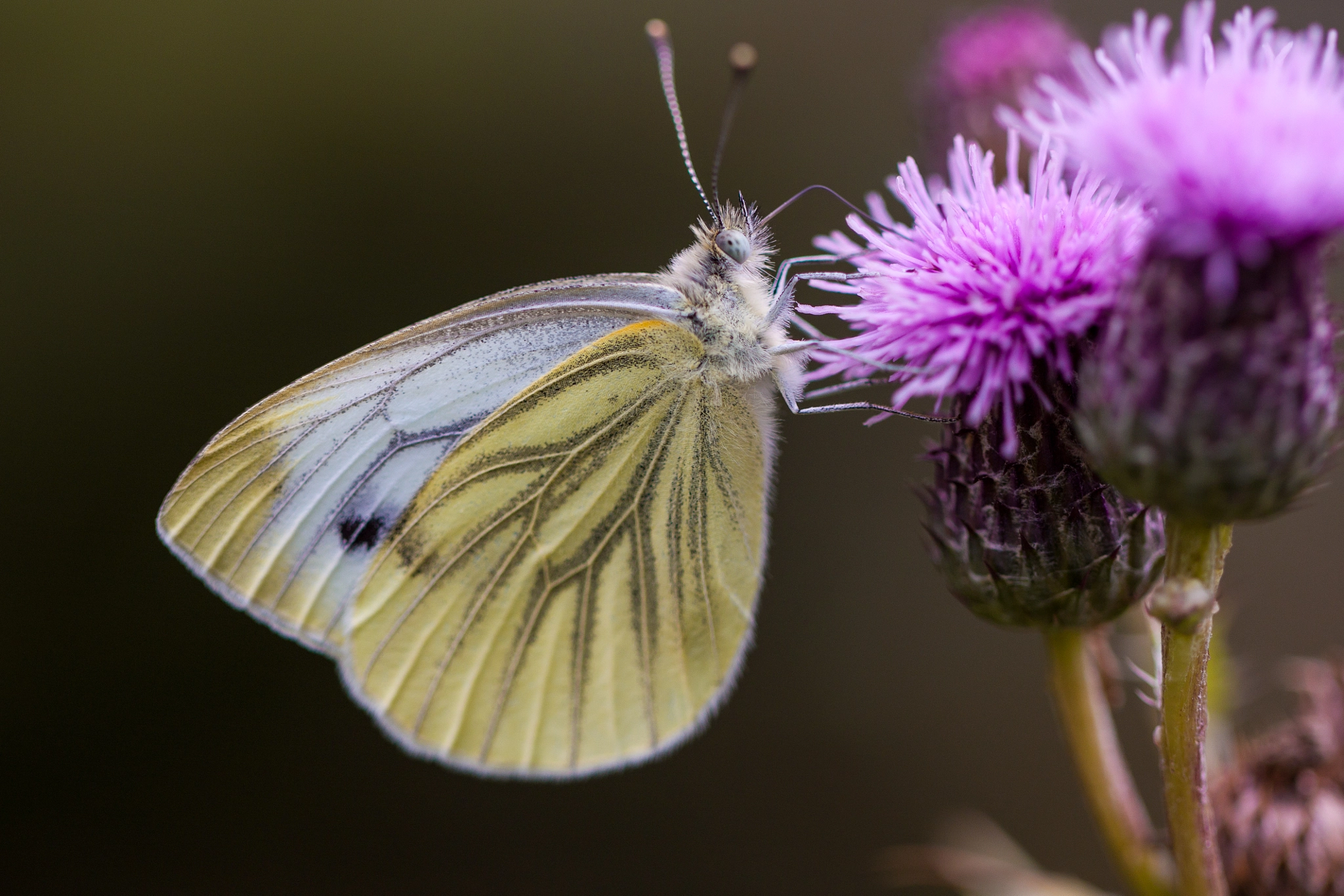 Canon EOS 500D (EOS Rebel T1i / EOS Kiss X3) sample photo. Green-veined white butterfly. photography