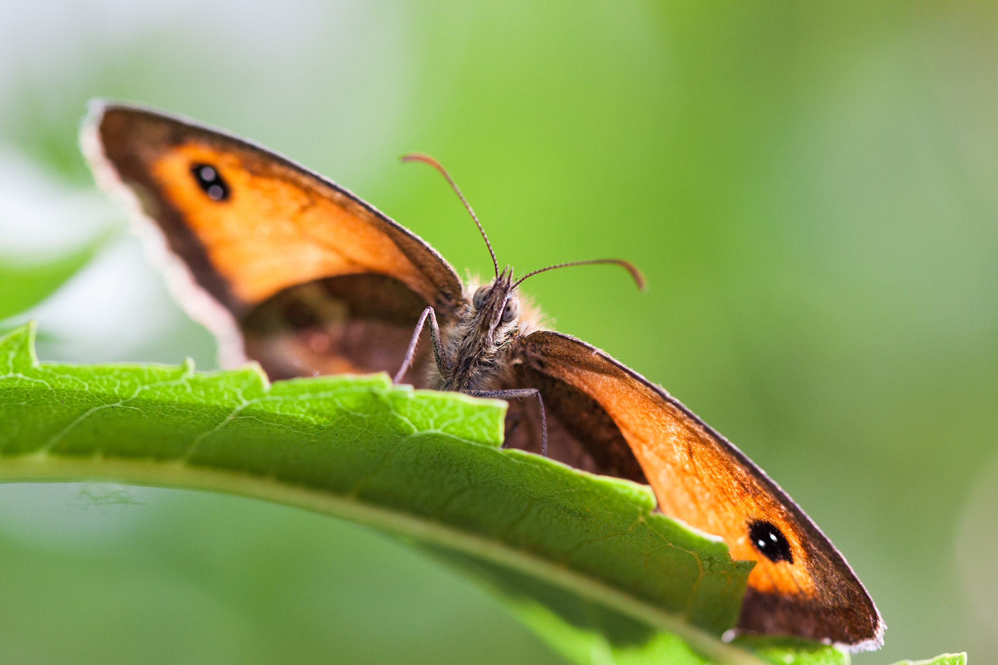 Canon EOS 500D (EOS Rebel T1i / EOS Kiss X3) sample photo. Gatekeeper butterfly. photography
