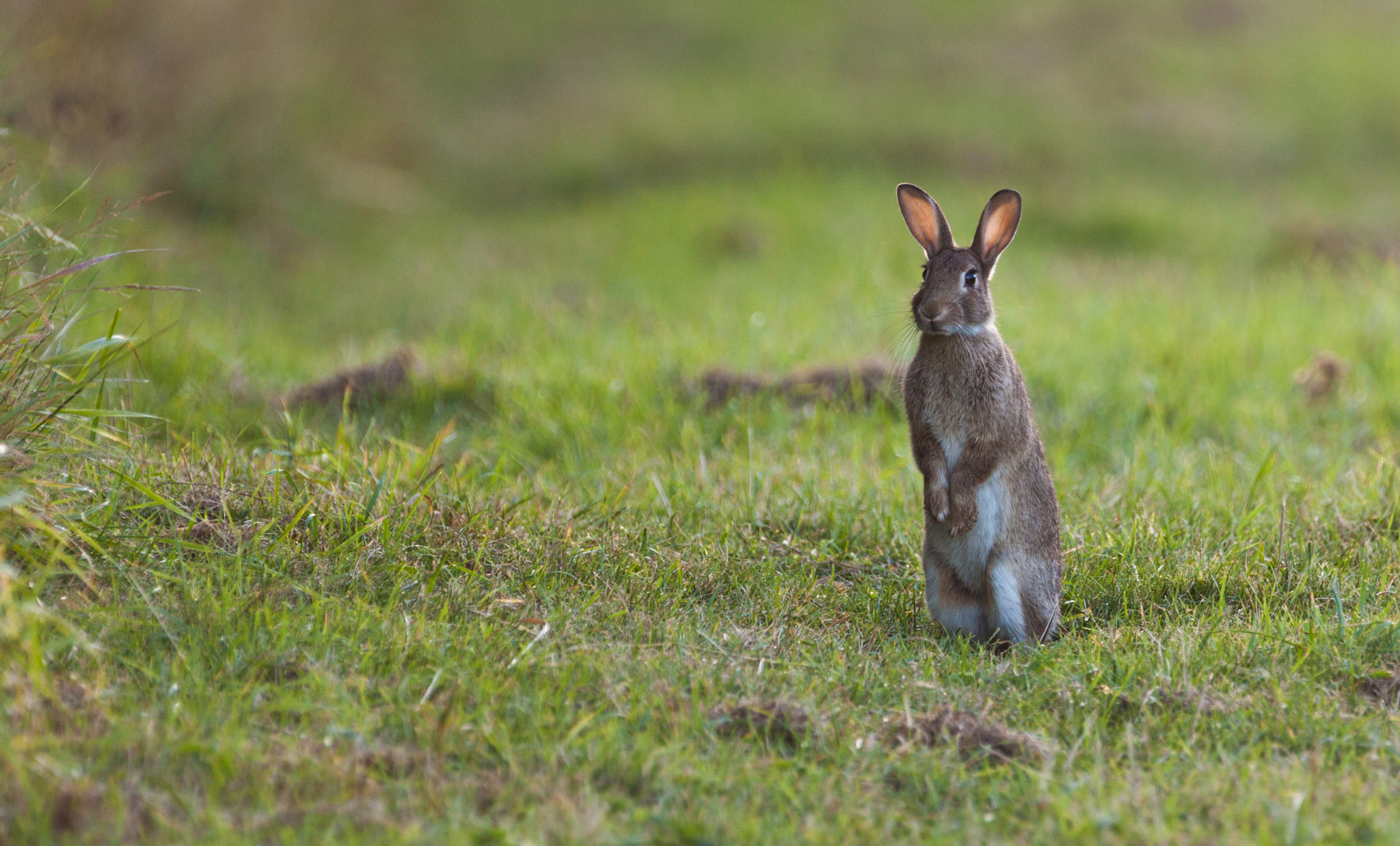 Canon EF 500mm F4L IS USM sample photo. Cottontail rabbit. photography
