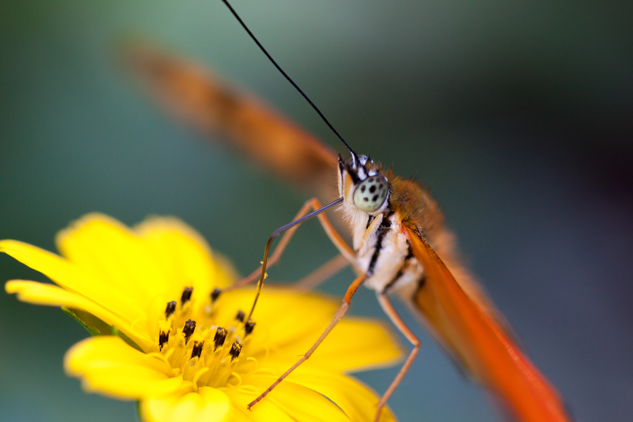 Canon EOS 500D (EOS Rebel T1i / EOS Kiss X3) sample photo. Unknown butterfly. photography