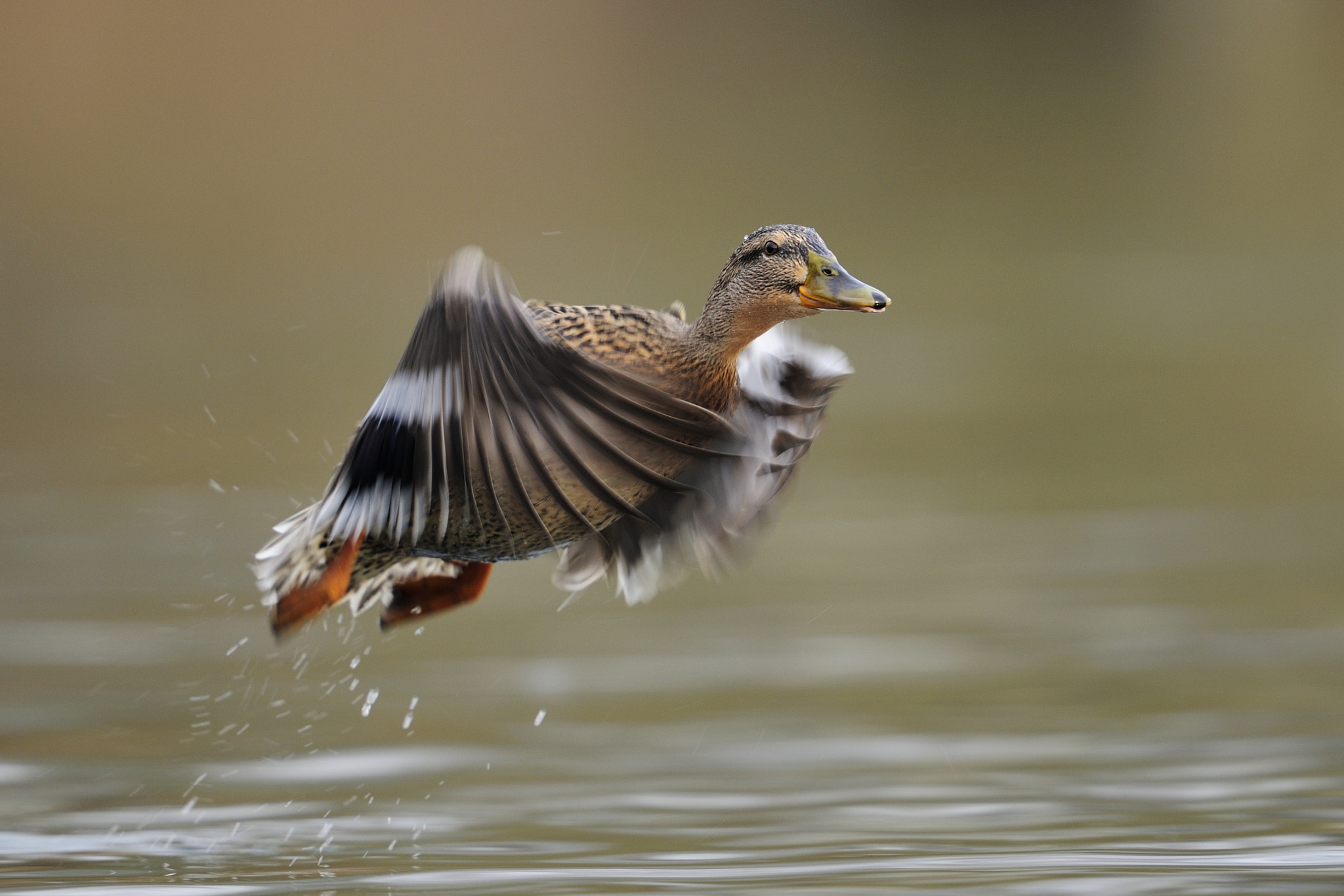 Nikon D300 + Nikon AF-S Nikkor 600mm F4G ED VR sample photo. Ente photography