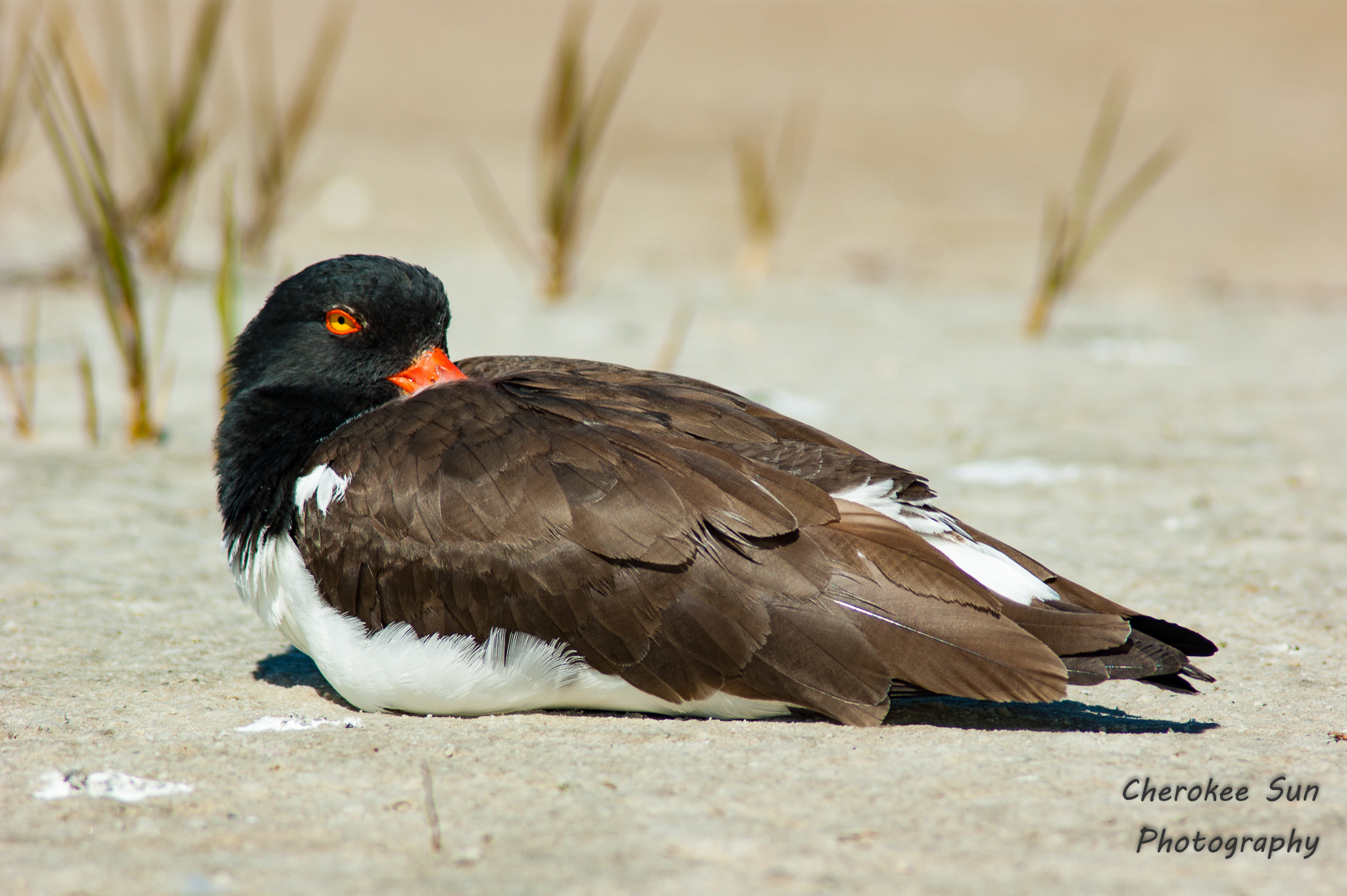 Sony Alpha DSLR-A390 + Tamron 200-400mm F5.6 LD sample photo. Oystercatcher relaxing photography