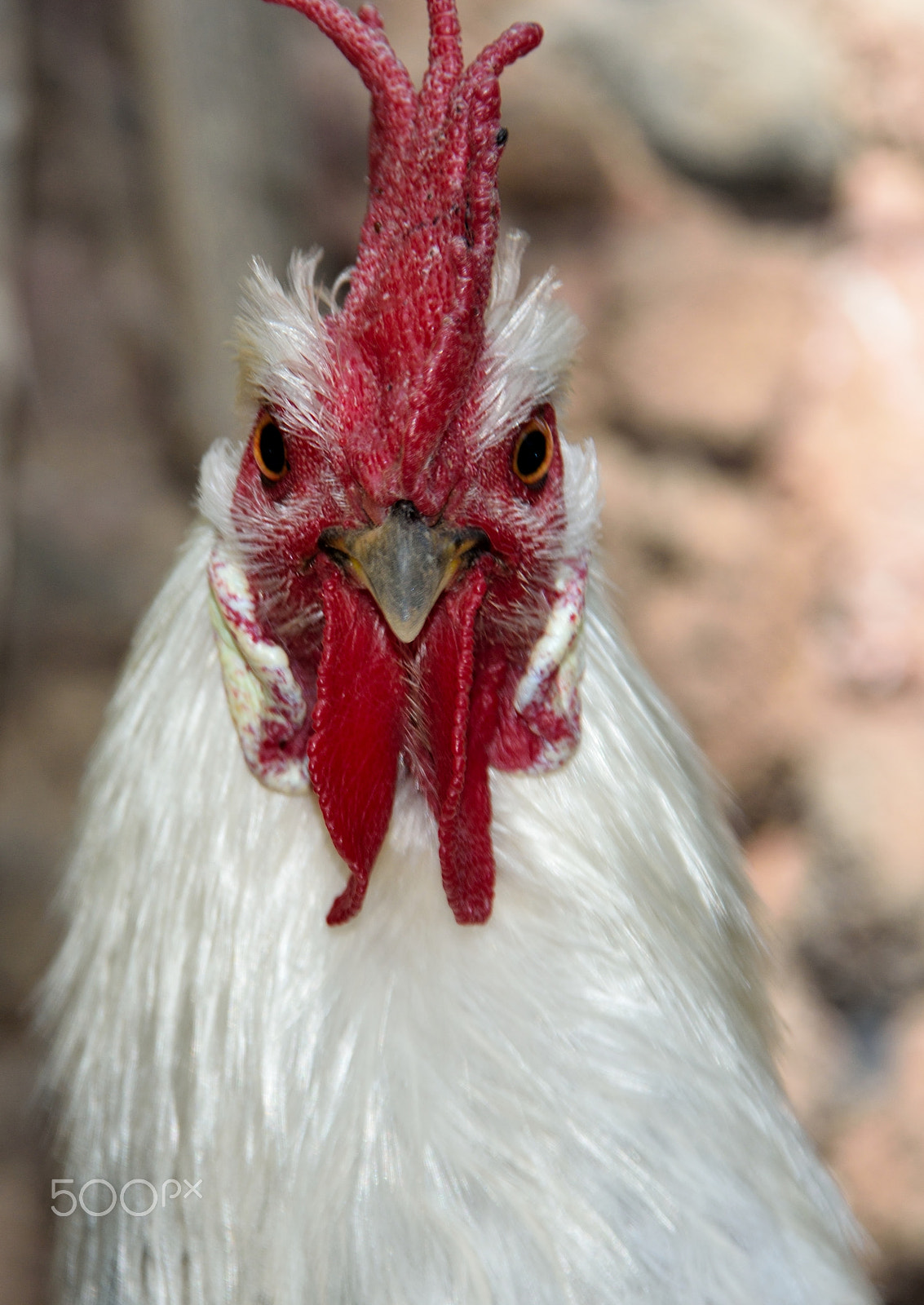 Sigma 18-200mm F3.5-6.3 DC OS HSM sample photo. Chicken photography
