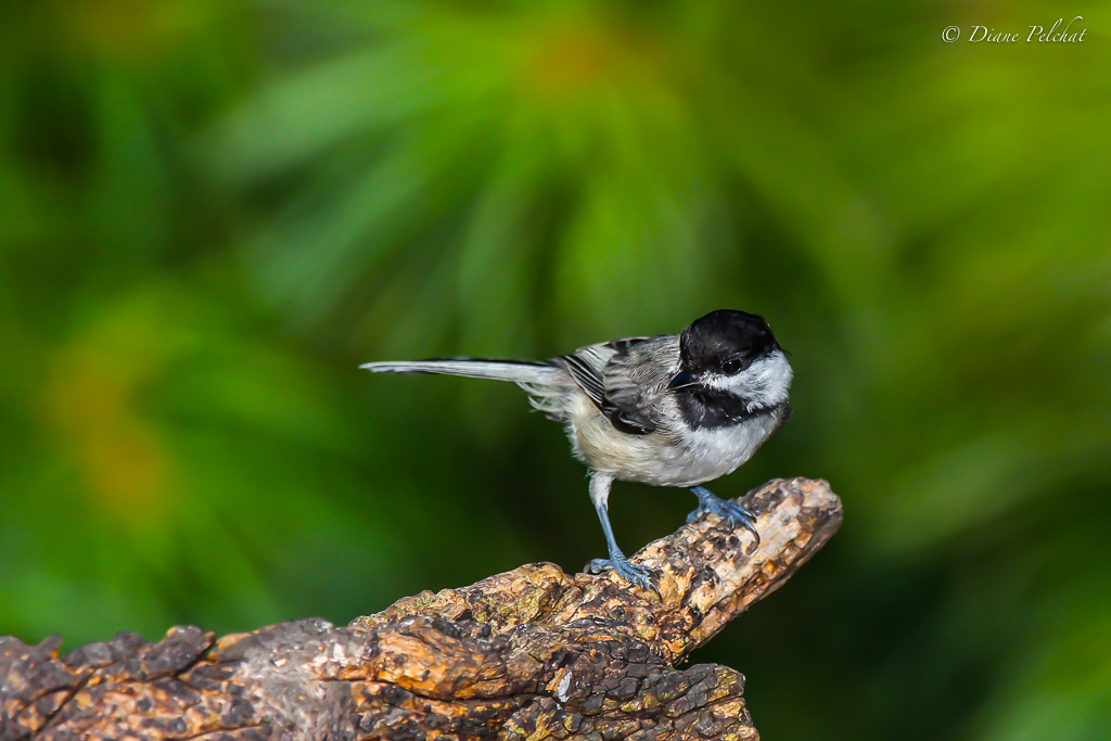 Canon EOS 60D + Canon EF 300mm F2.8L IS II USM sample photo. Black-capped chickadee photography