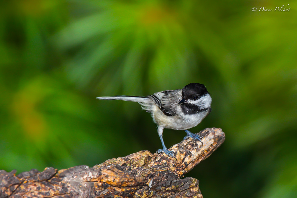 Canon EF 300mm F2.8L IS II USM sample photo. Black-capped chickadee photography