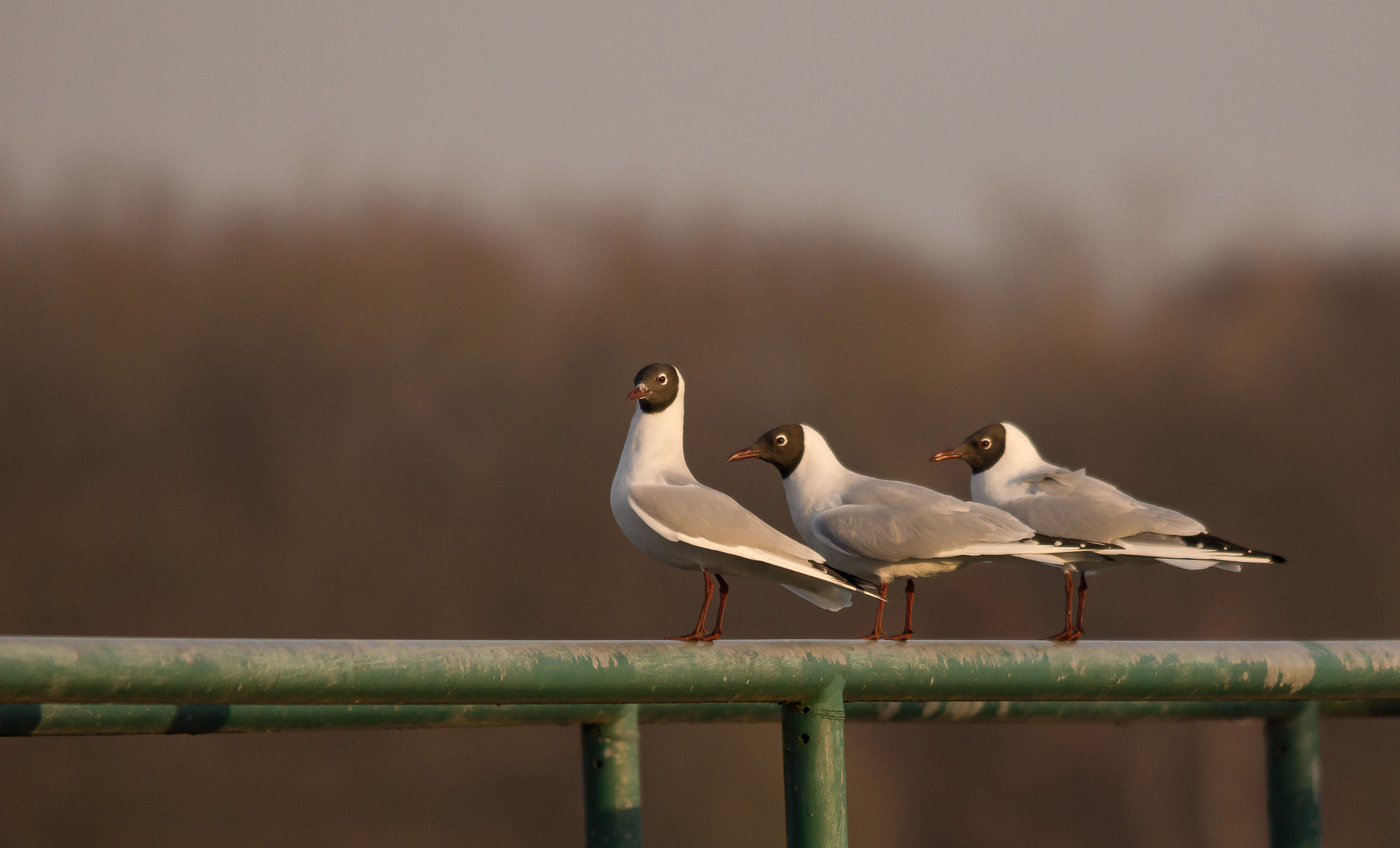 Sony SLT-A77 + Sigma 150-500mm F5-6.3 DG OS HSM sample photo. Trio photography