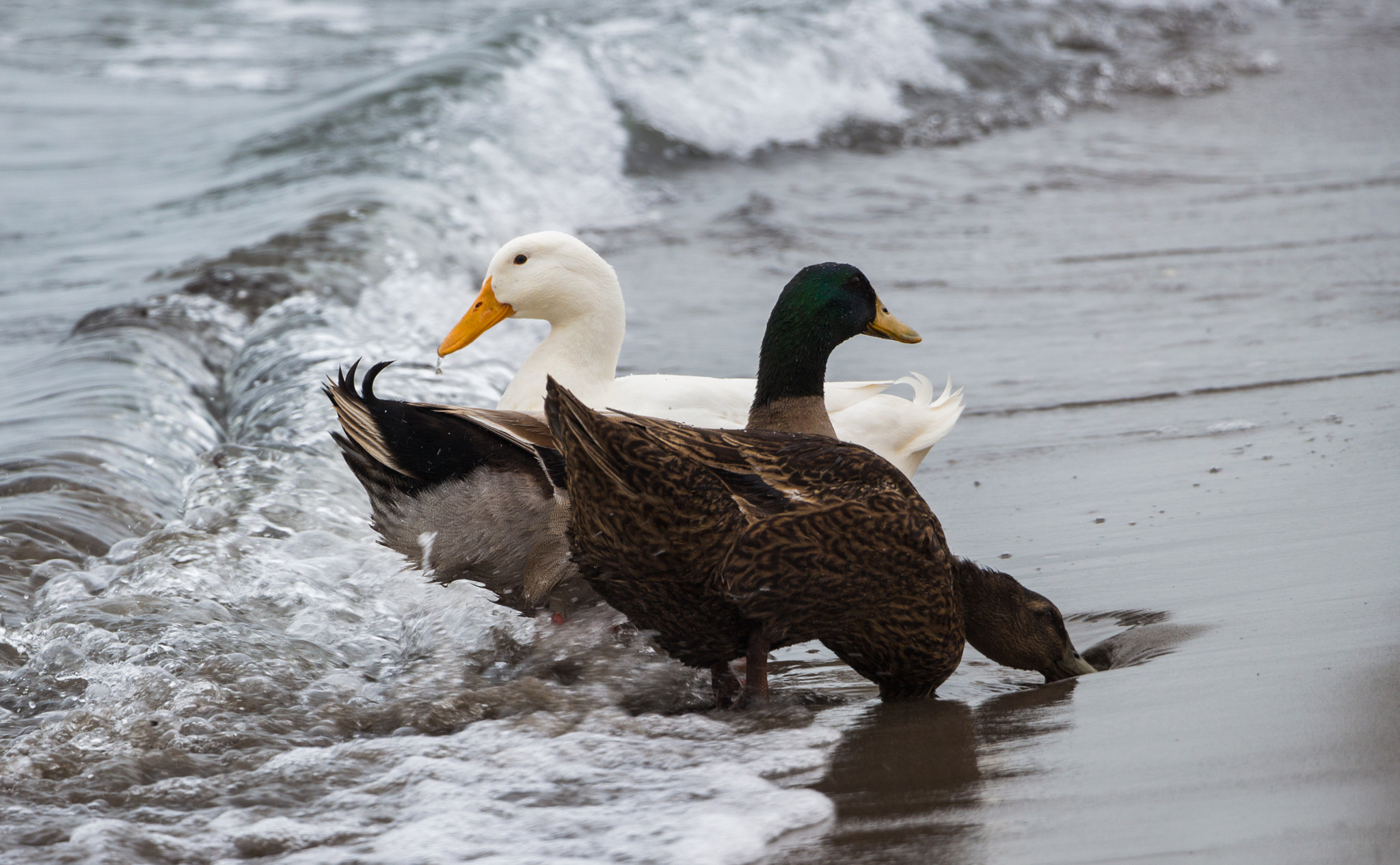 Canon EOS 700D (EOS Rebel T5i / EOS Kiss X7i) sample photo. Hungry ducks photography