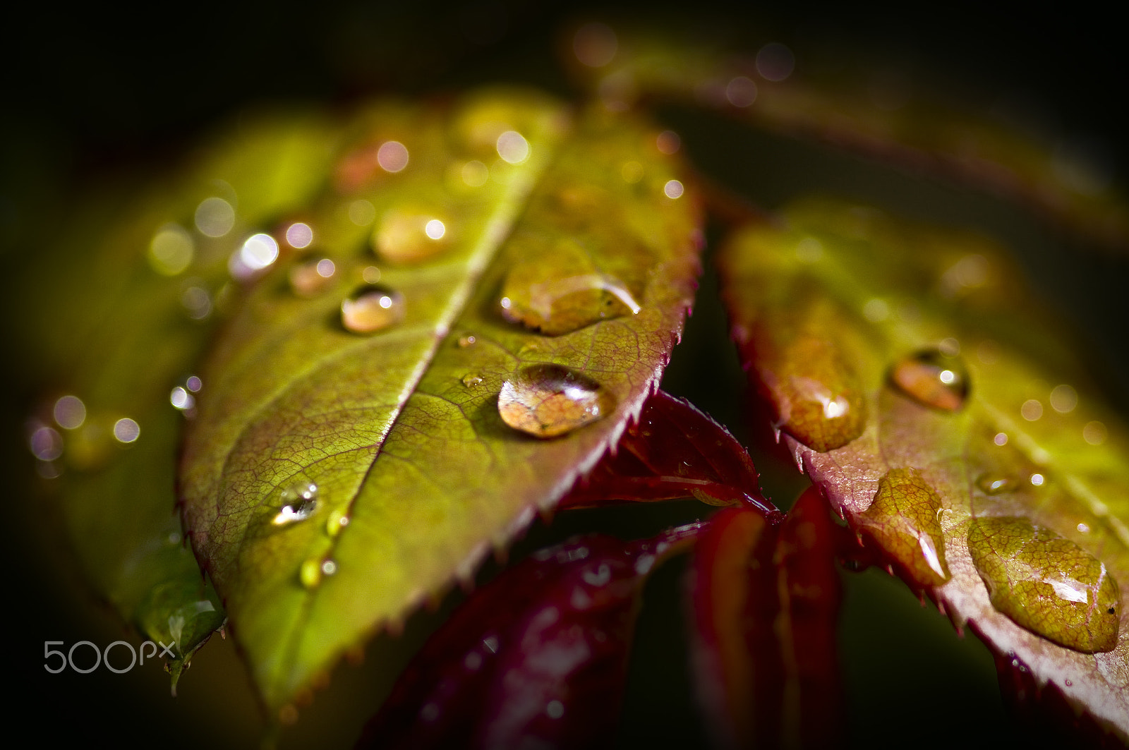 Sony SLT-A55 (SLT-A55V) + Sigma 30mm F1.4 EX DC HSM sample photo. Rose leaf with raindrops photography