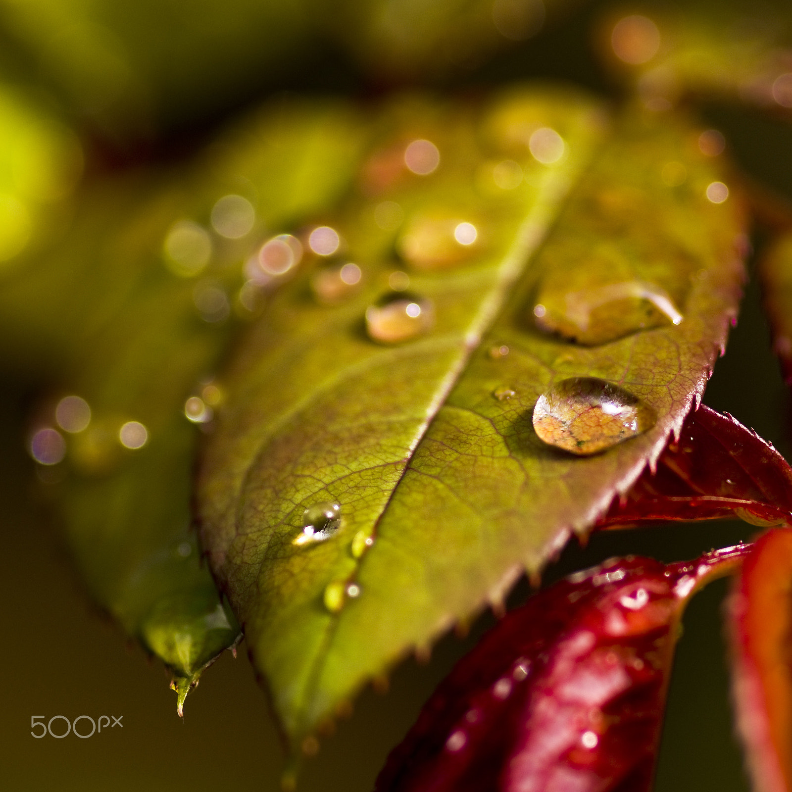 Sony SLT-A55 (SLT-A55V) + Sigma 30mm F1.4 EX DC HSM sample photo. Leaf with drops photography