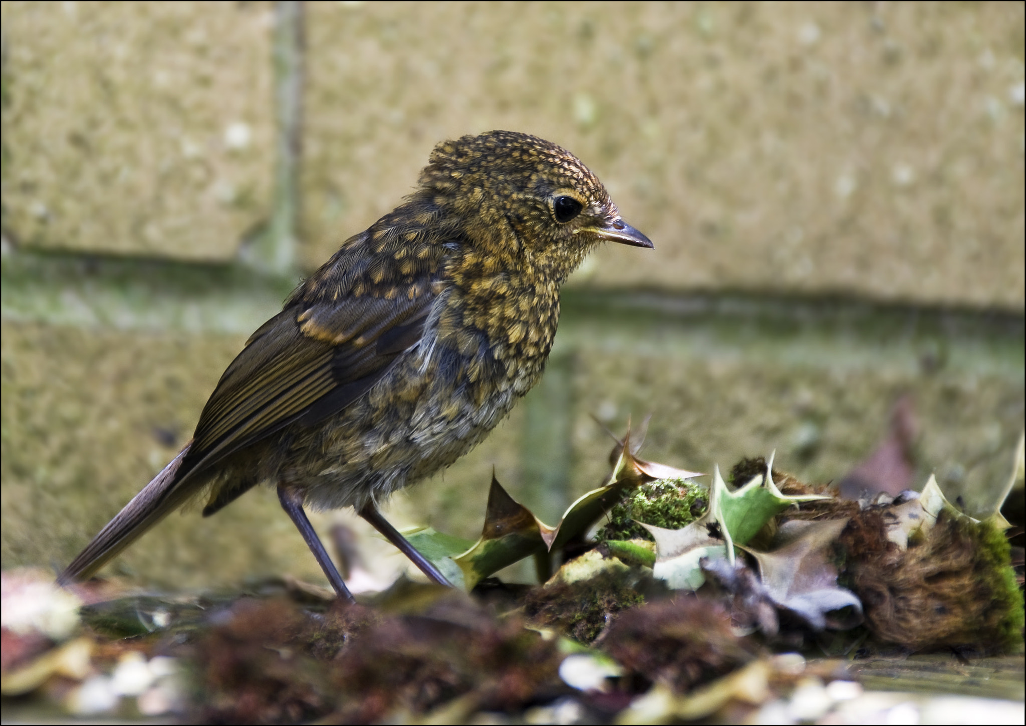 Sony SLT-A55 (SLT-A55V) + Tamron AF 18-200mm F3.5-6.3 XR Di II LD Aspherical (IF) Macro sample photo. Young robin photography