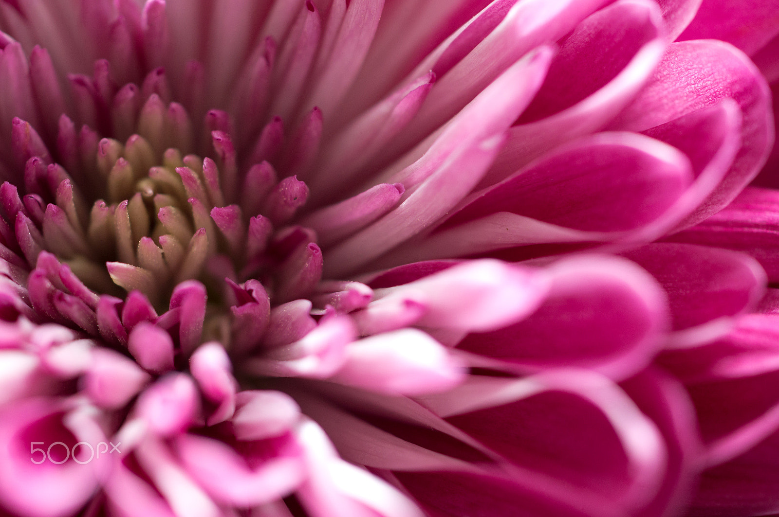 Sony 50mm F2.8 Macro sample photo. Pink mum photography