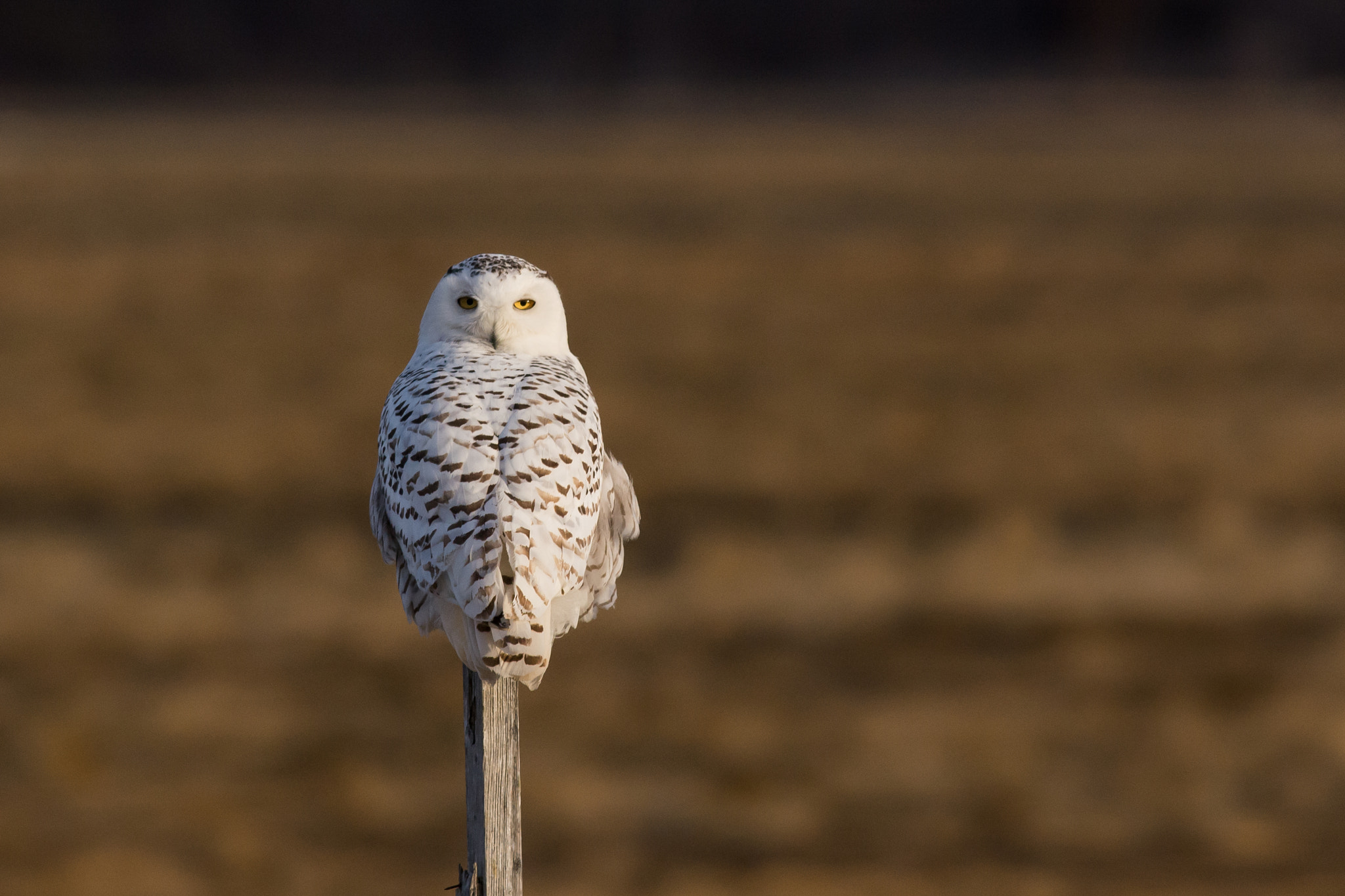 AF-S Nikkor 300mm f/2.8D IF-ED II sample photo. Owl on a stick photography
