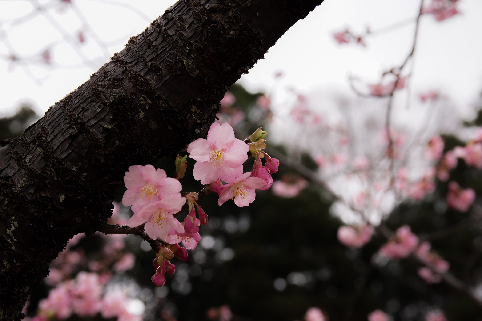 Sony SLT-A77 + 17-50mm F2.8 sample photo. Plum tree photography