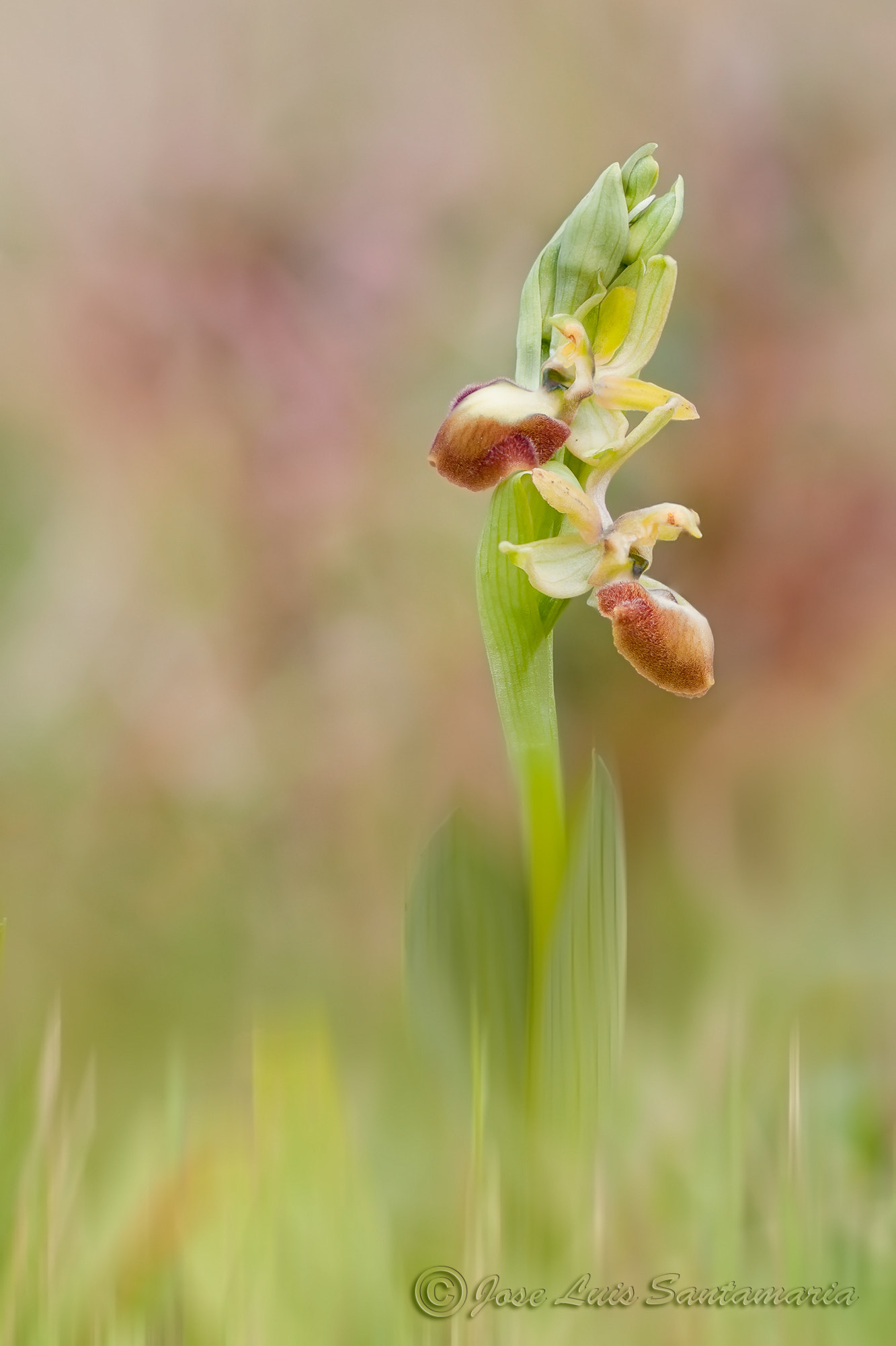 Nikon D300S + Tamron SP 90mm F2.8 Di VC USD 1:1 Macro sample photo. Ophrys arachnitiformis (lusus) photography