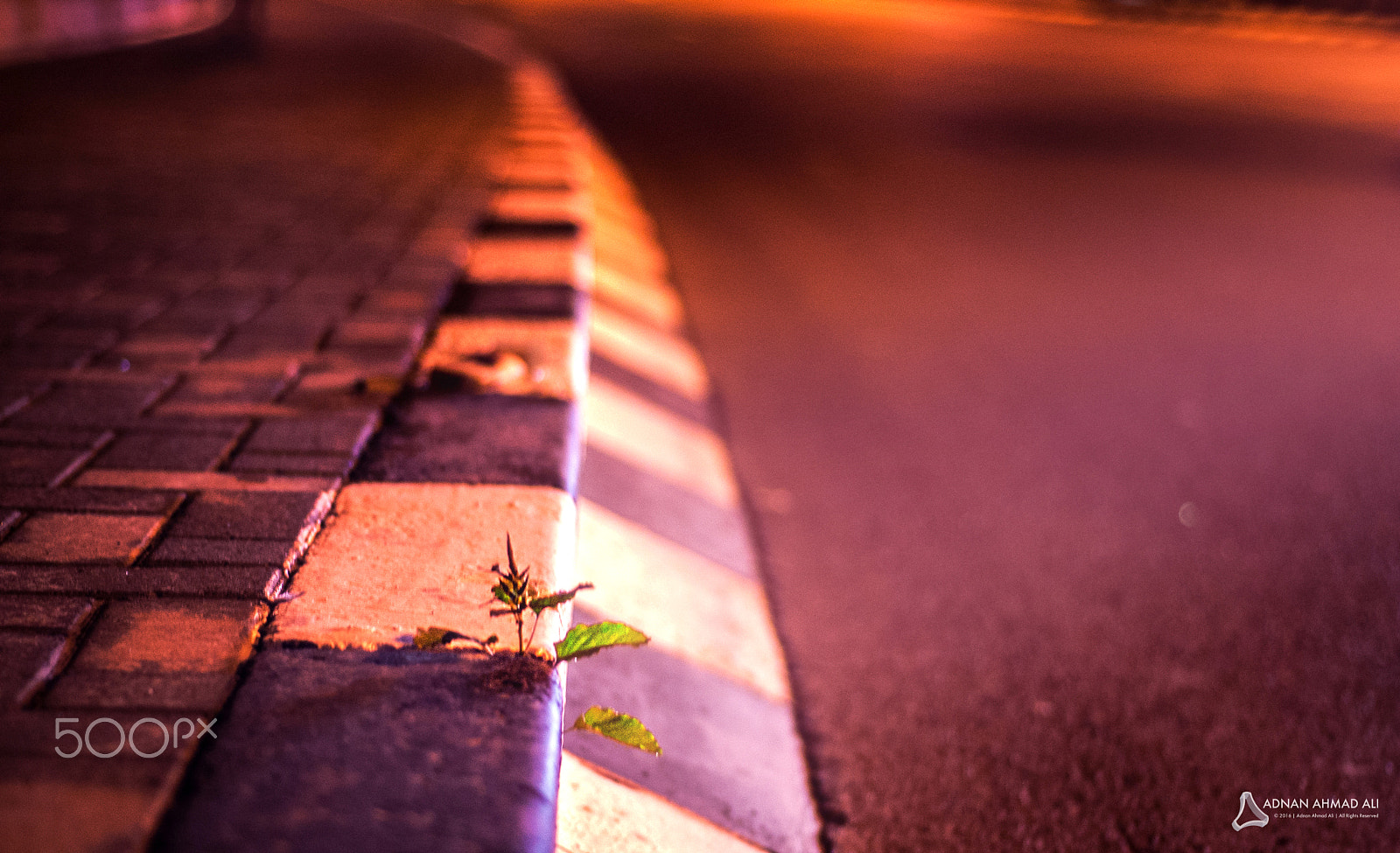 Nikon D40 + Nikon AF Nikkor 50mm F1.8D sample photo. Life finds its way to grow photography