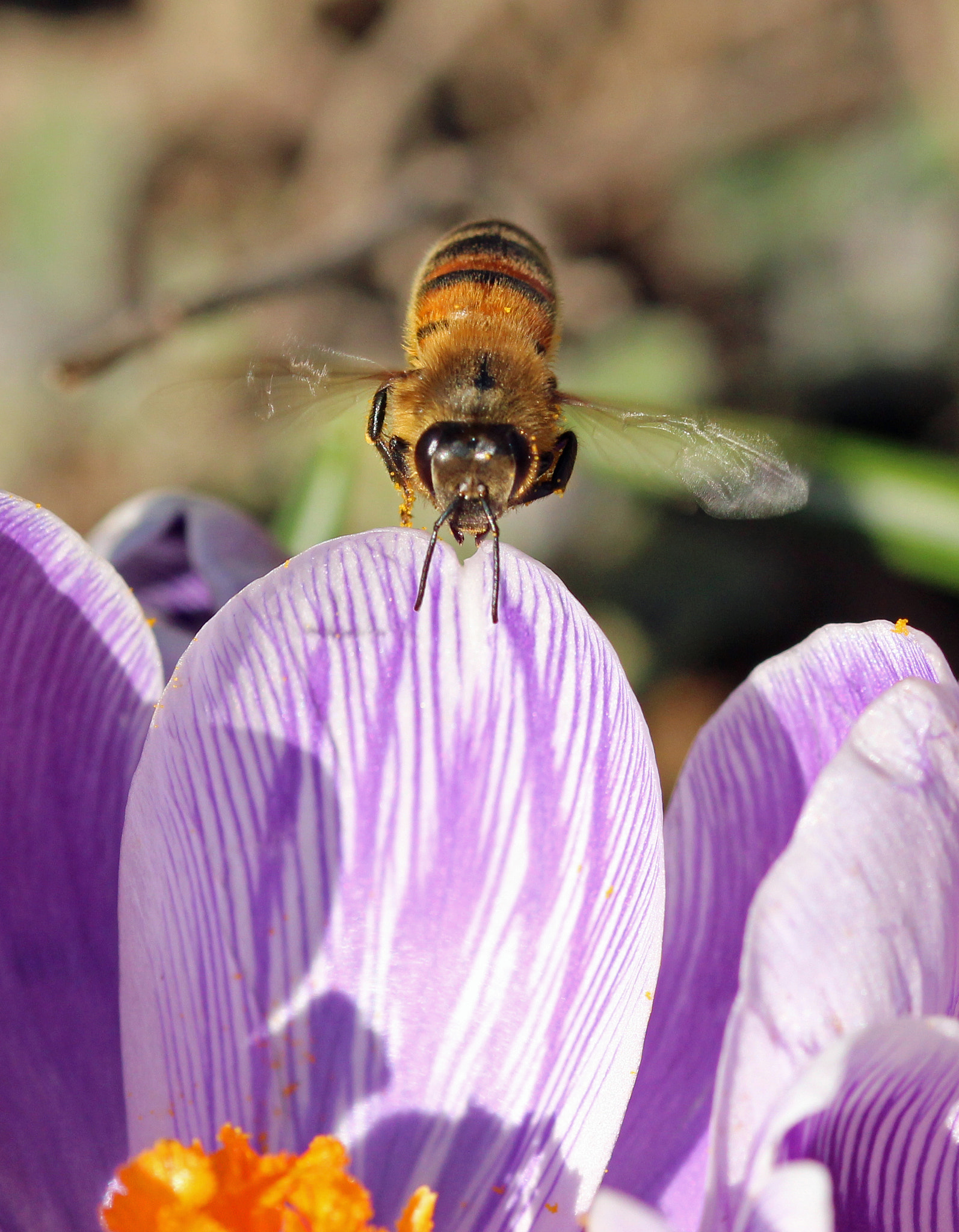 Sigma 105mm F2.8 EX DG OS HSM sample photo. Honey bee photography