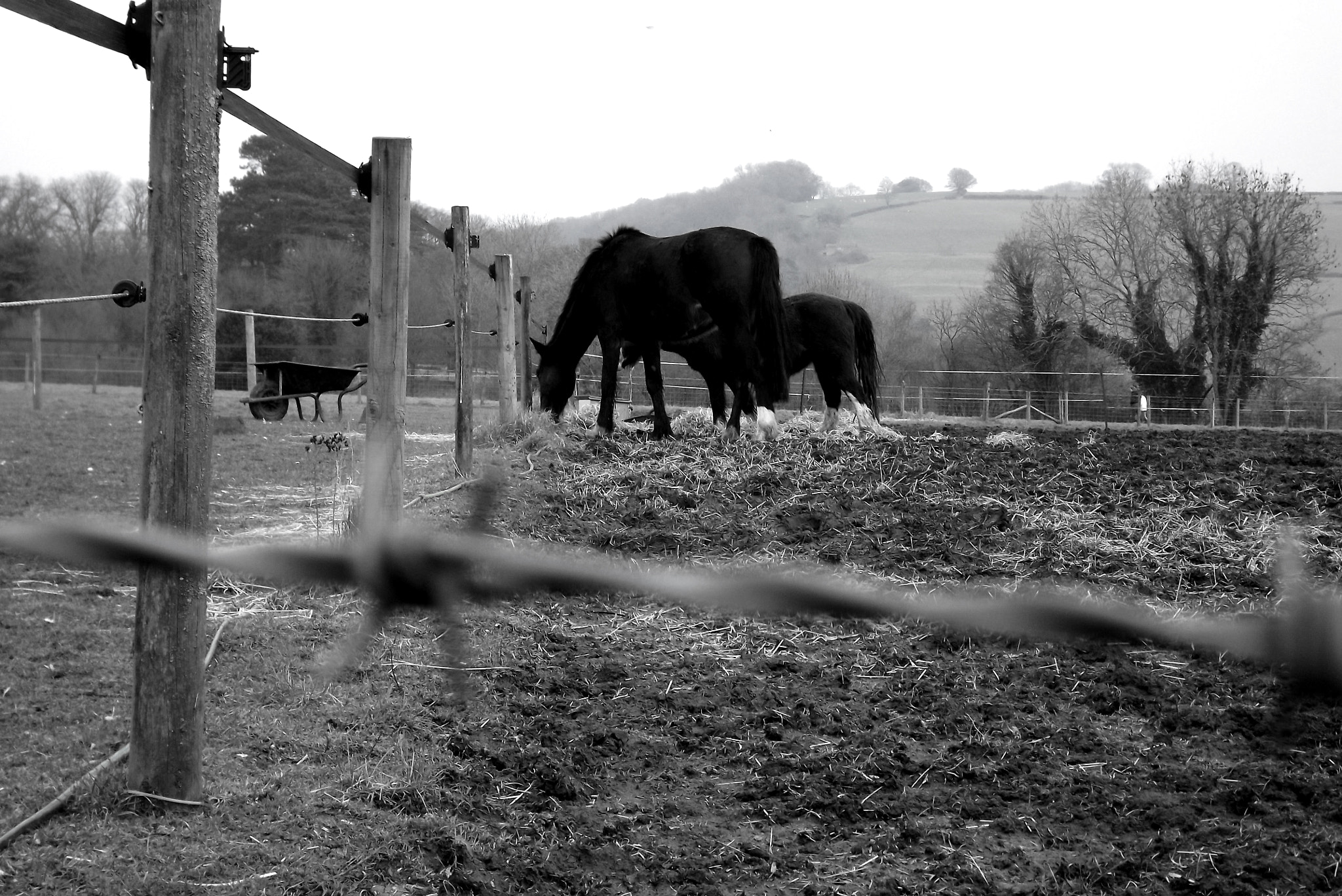 Fujifilm FinePix S3400 sample photo. Horses photography