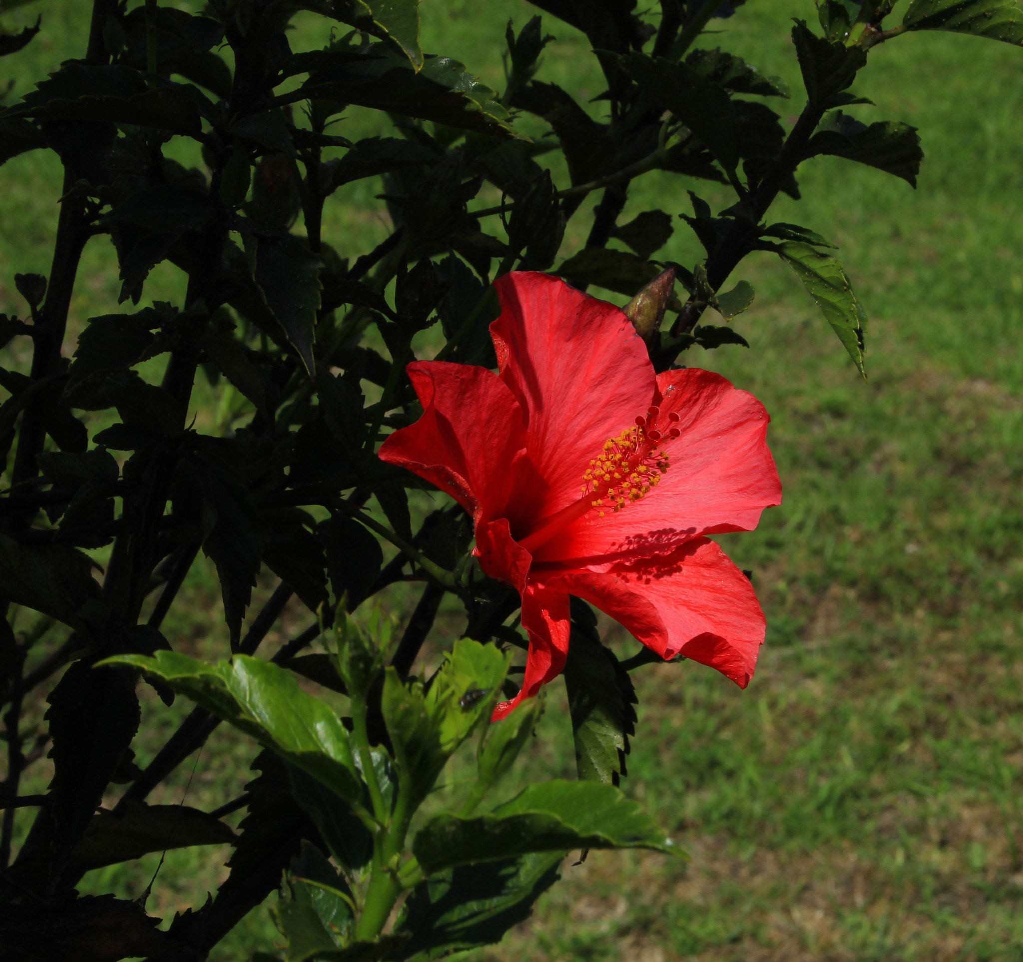 Canon EF-S 18-55mm F3.5-5.6 sample photo. Hibiscus flower photography