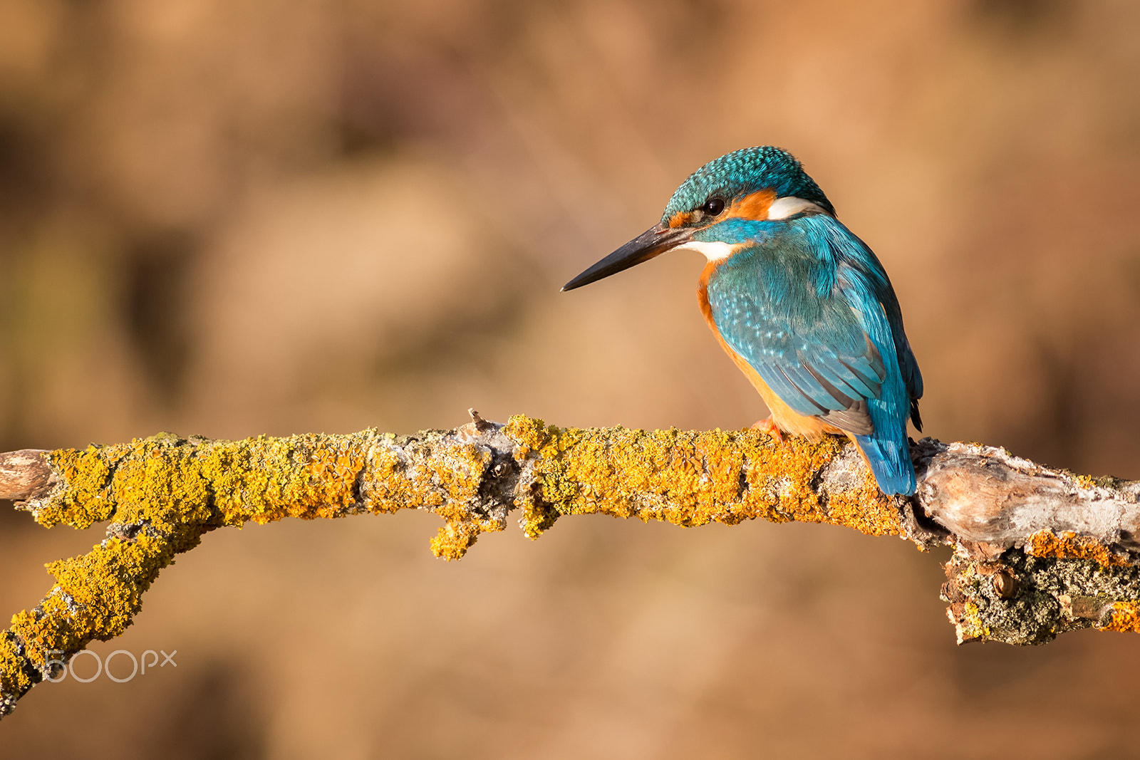 Canon EOS 6D + Canon EF 400mm F5.6L USM sample photo. Kingfisher photography