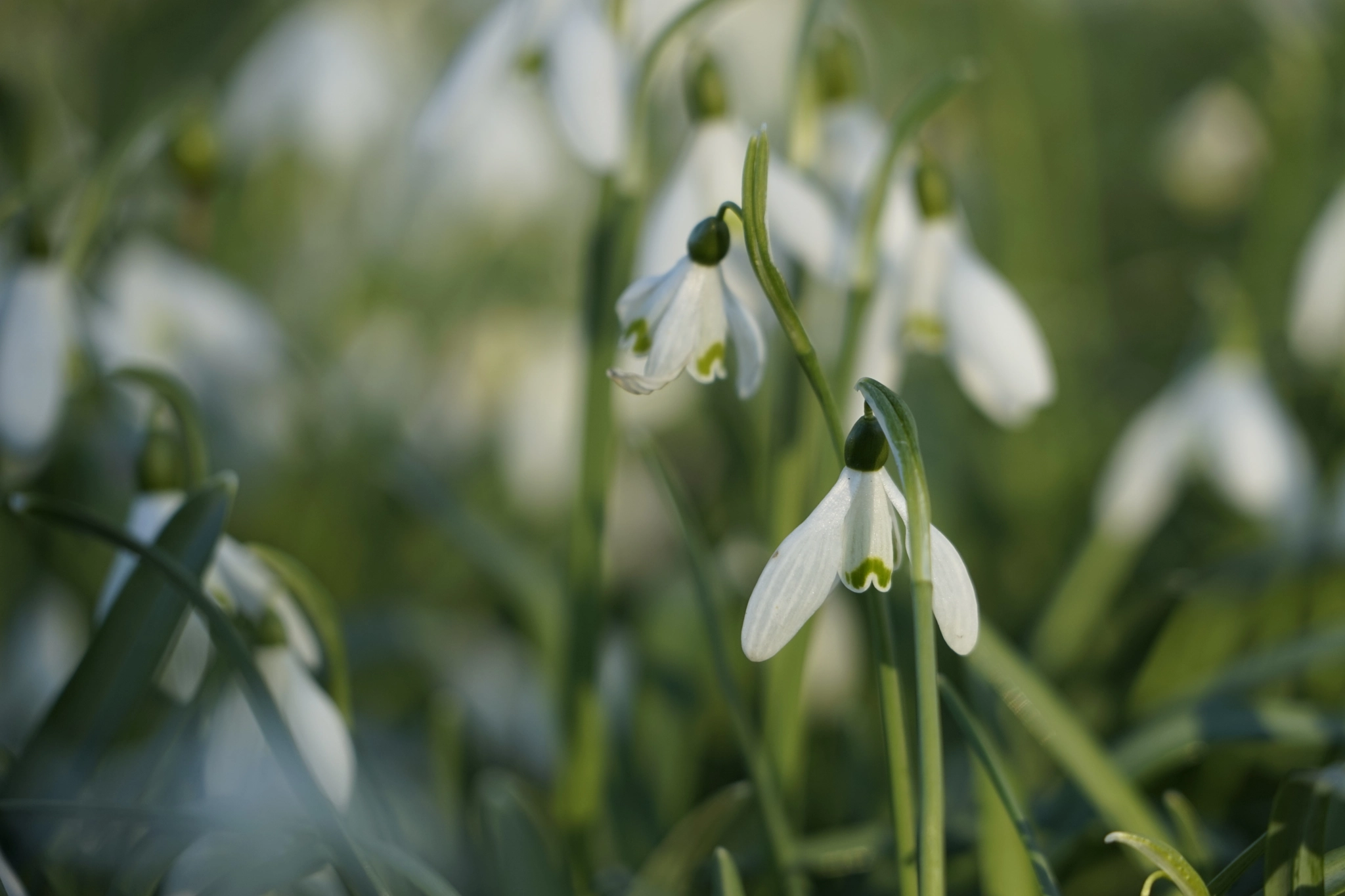 Sony FE 24-240mm F3.5-6.3 OSS sample photo. Sneeuwklokjes photography