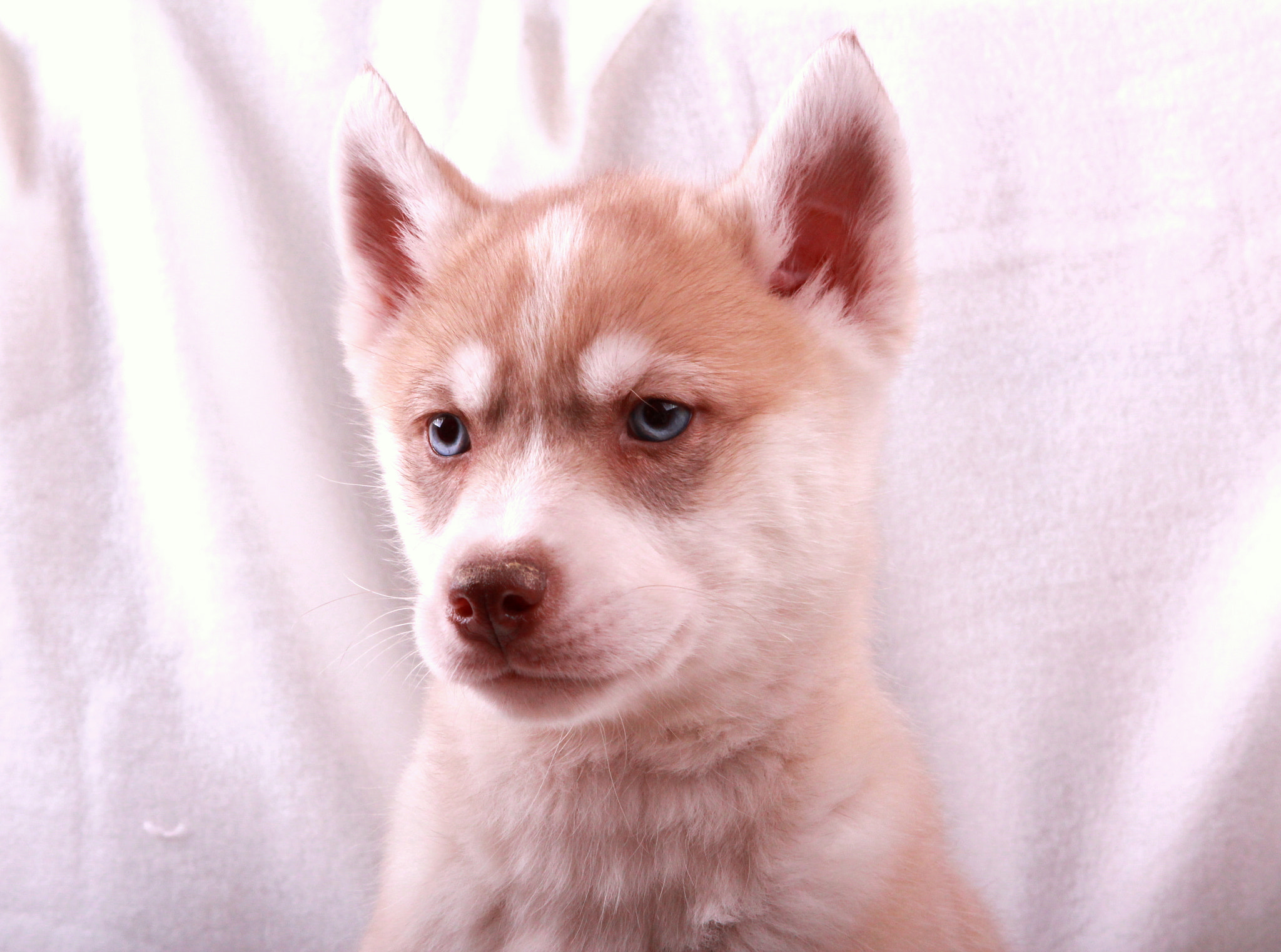 Canon EF 24-85mm F3.5-4.5 USM sample photo. Siberian husky portrait photography