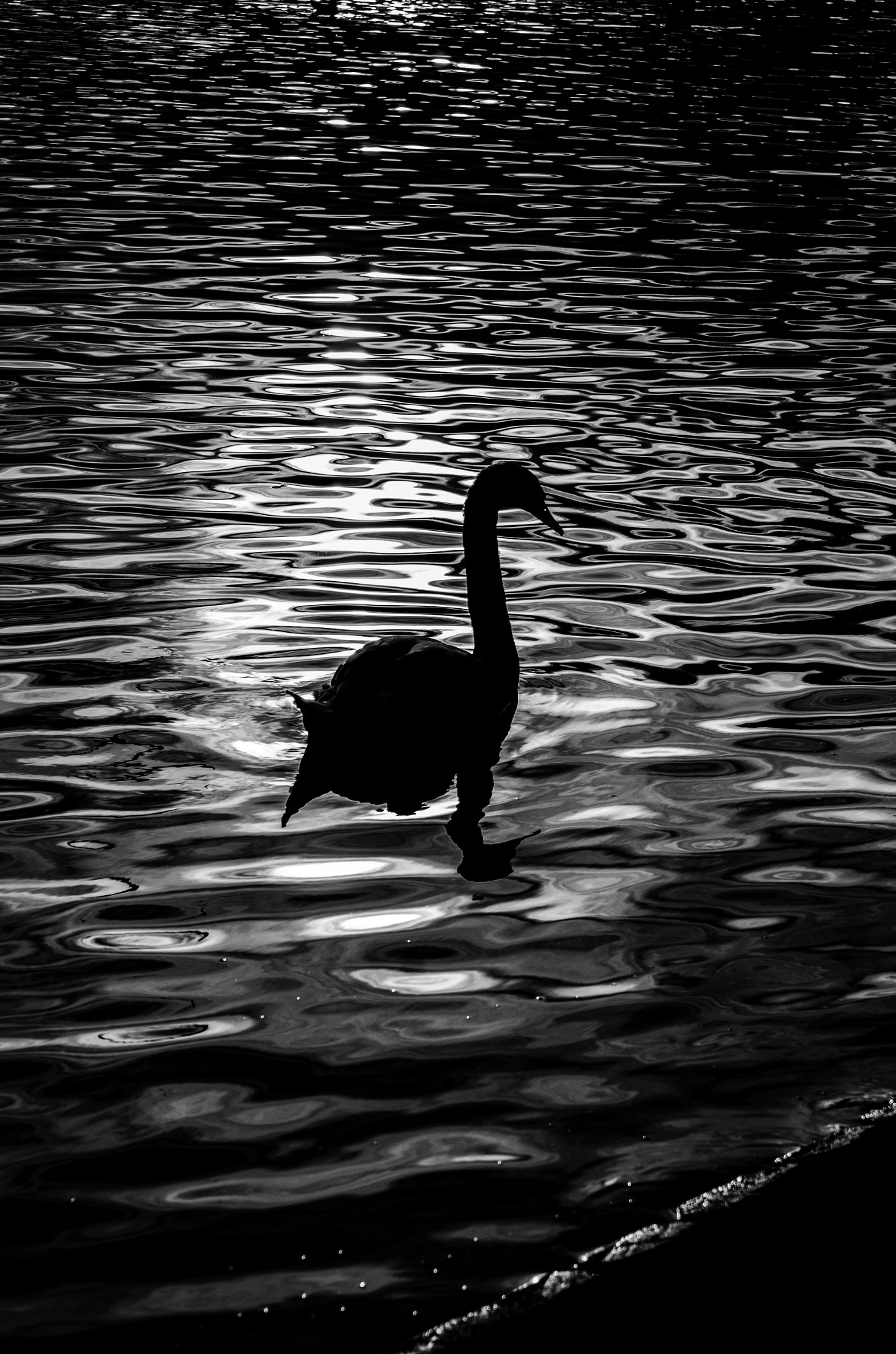 AF Zoom-Nikkor 28-85mm f/3.5-4.5 sample photo. Striking swan photography