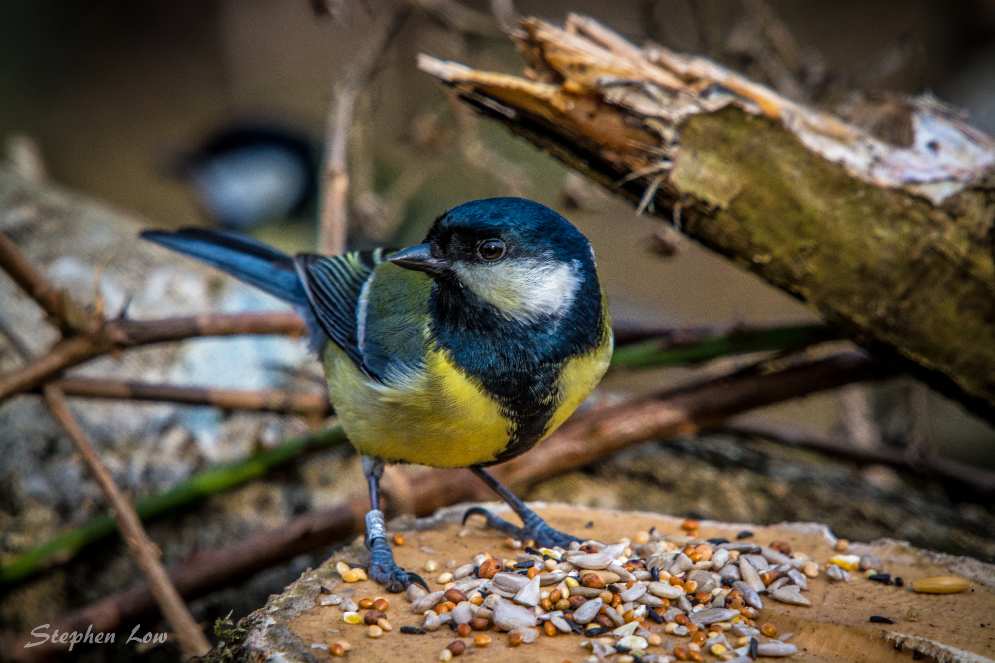 Nikon D7100 + Sigma 50-500mm F4-6.3 EX APO RF HSM sample photo. Great tit photography