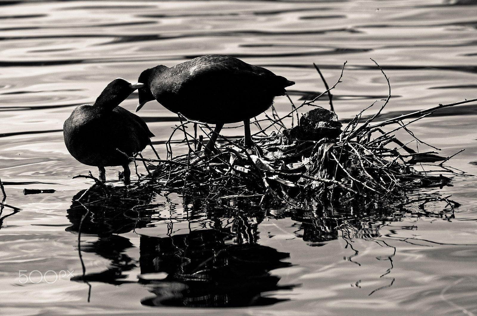 Nikon AF-S Nikkor 70-200mm F4G ED VR sample photo. Coots on nest photography