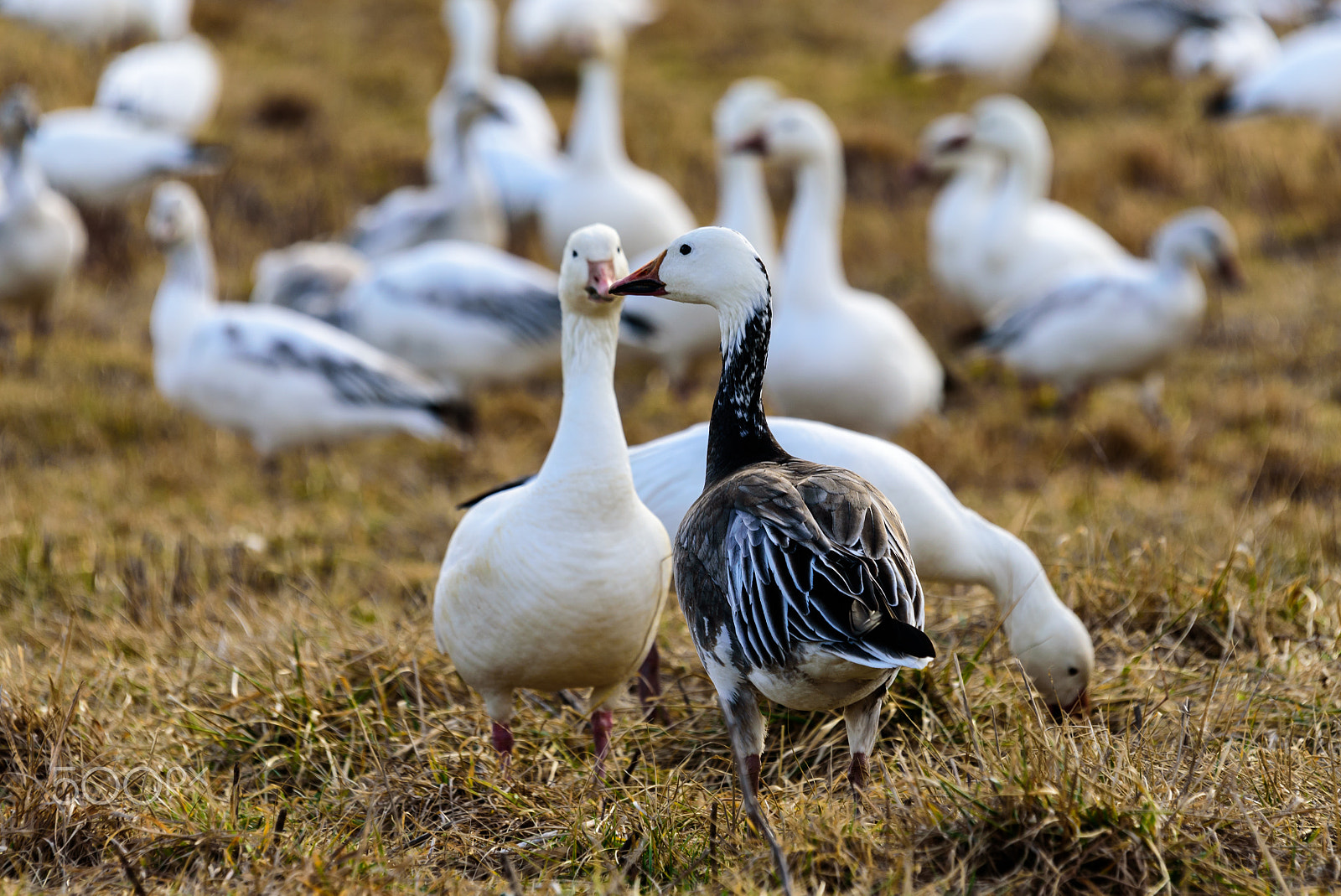 Sigma 120-400mm F4.5-5.6 DG OS HSM sample photo. Snow geese migration 2016 photography