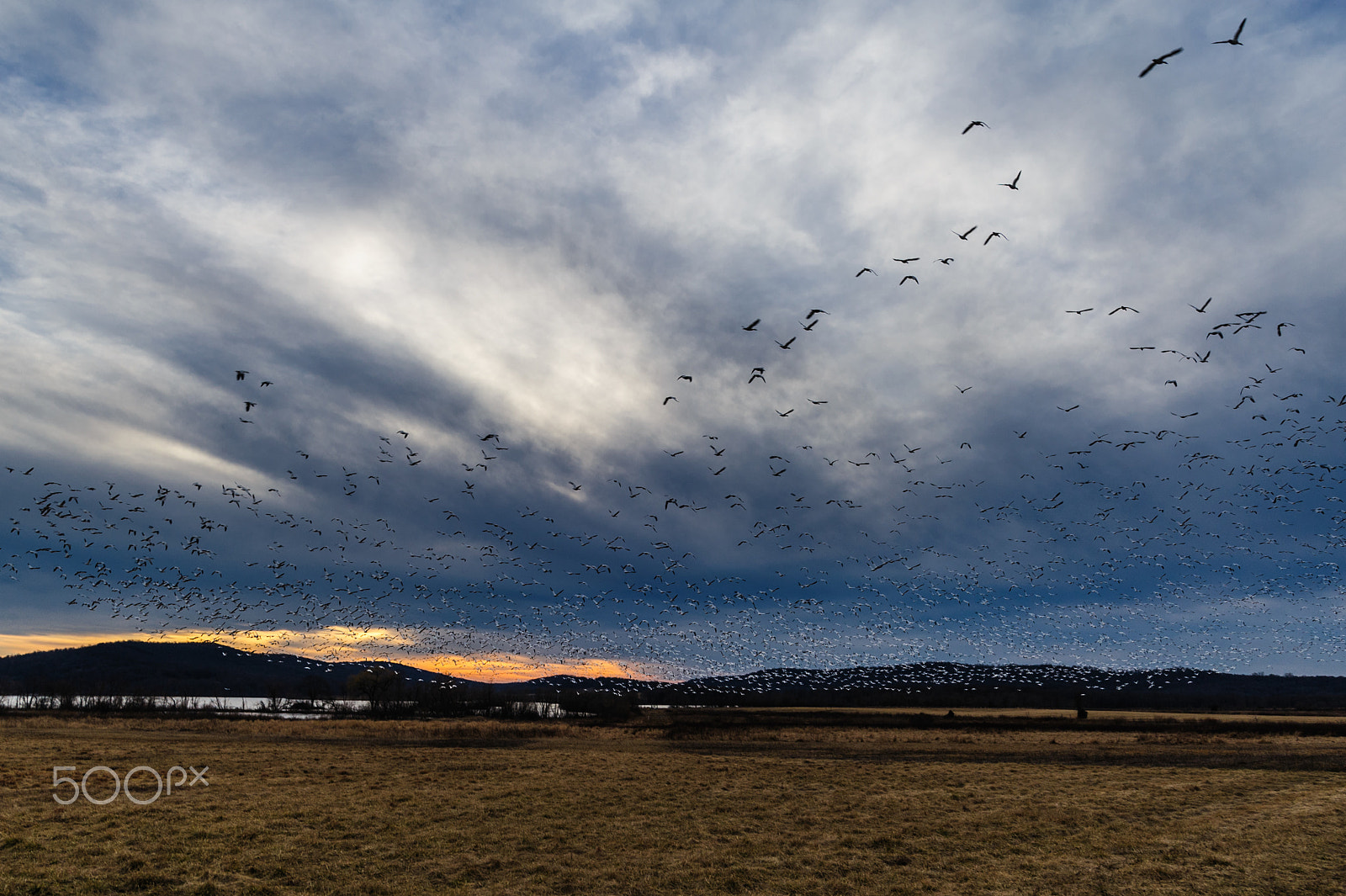 Nikon D700 + Nikon AF-S Nikkor 20mm F1.8G ED sample photo. Snow geese migration 2016 photography