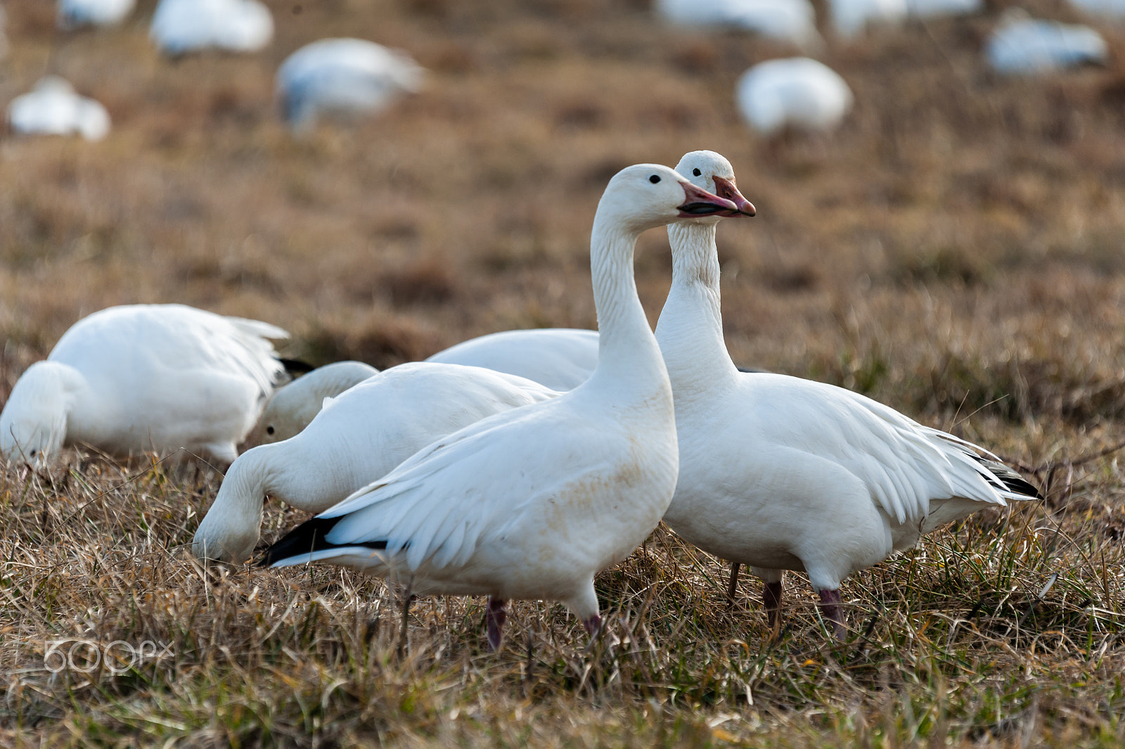 Sigma 120-400mm F4.5-5.6 DG OS HSM sample photo. Snow geese migration 2016 photography