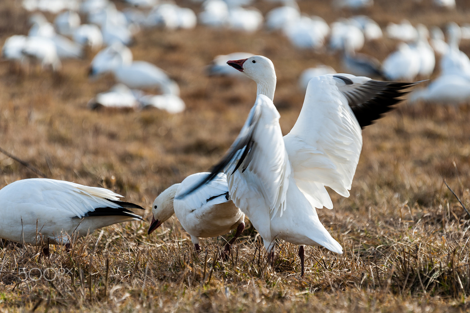 Sigma 120-400mm F4.5-5.6 DG OS HSM sample photo. Snow geese migration 2016 photography