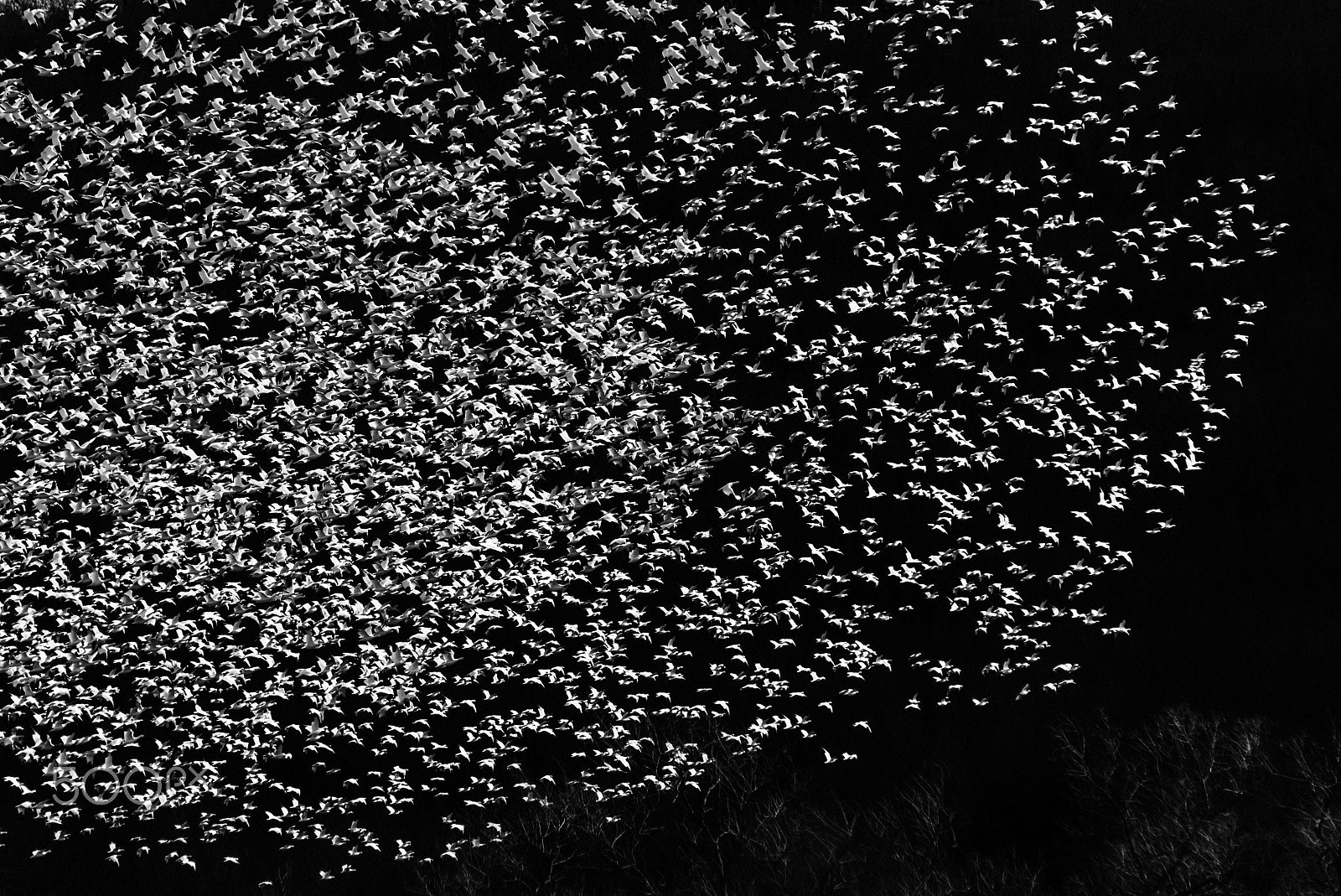 Sigma 120-400mm F4.5-5.6 DG OS HSM sample photo. Snow geese migration 2016 photography