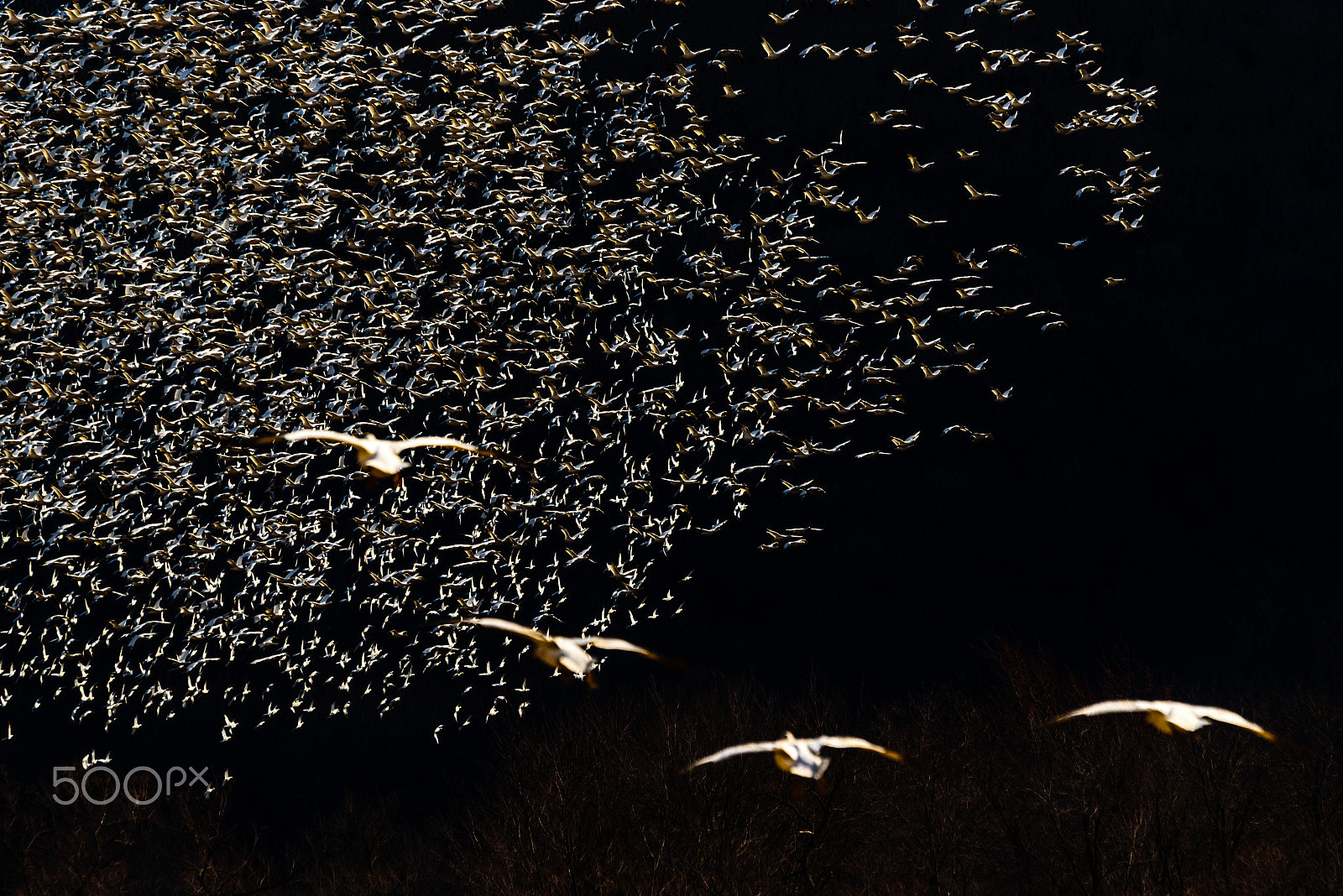 Sigma 120-400mm F4.5-5.6 DG OS HSM sample photo. Snow geese migration 2016 photography