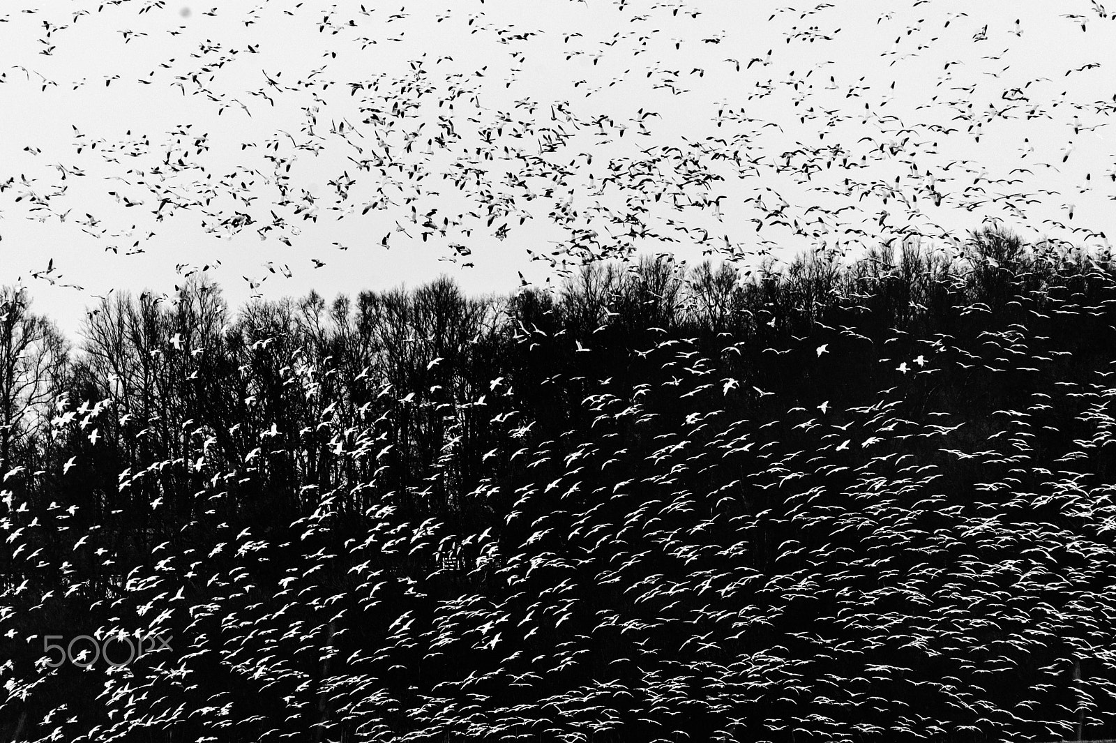 Sigma 120-400mm F4.5-5.6 DG OS HSM sample photo. Snow geese migration 2016 photography