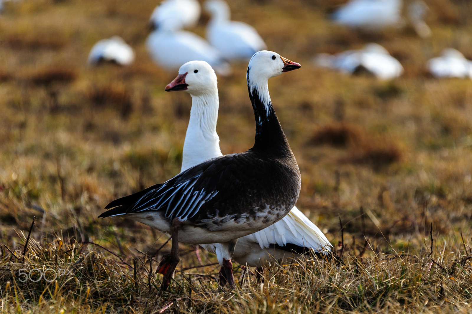 Sigma 120-400mm F4.5-5.6 DG OS HSM sample photo. Snow geese migration 2016 photography