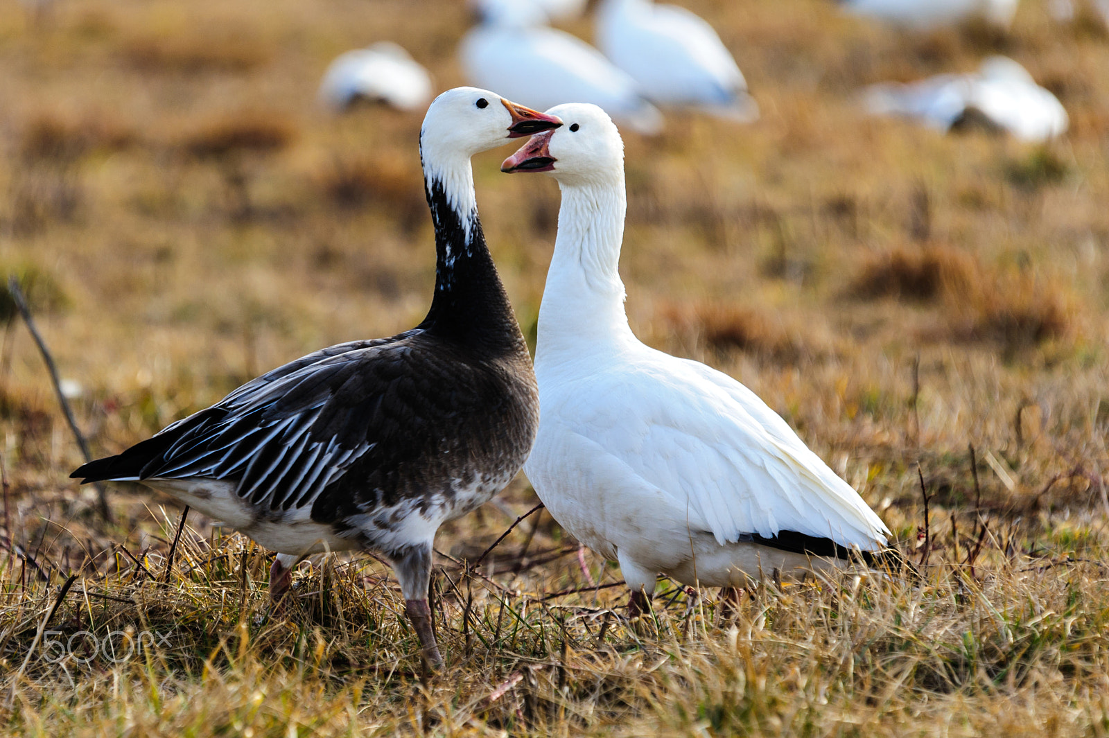 Sigma 120-400mm F4.5-5.6 DG OS HSM sample photo. Snow geese migration 2016 photography