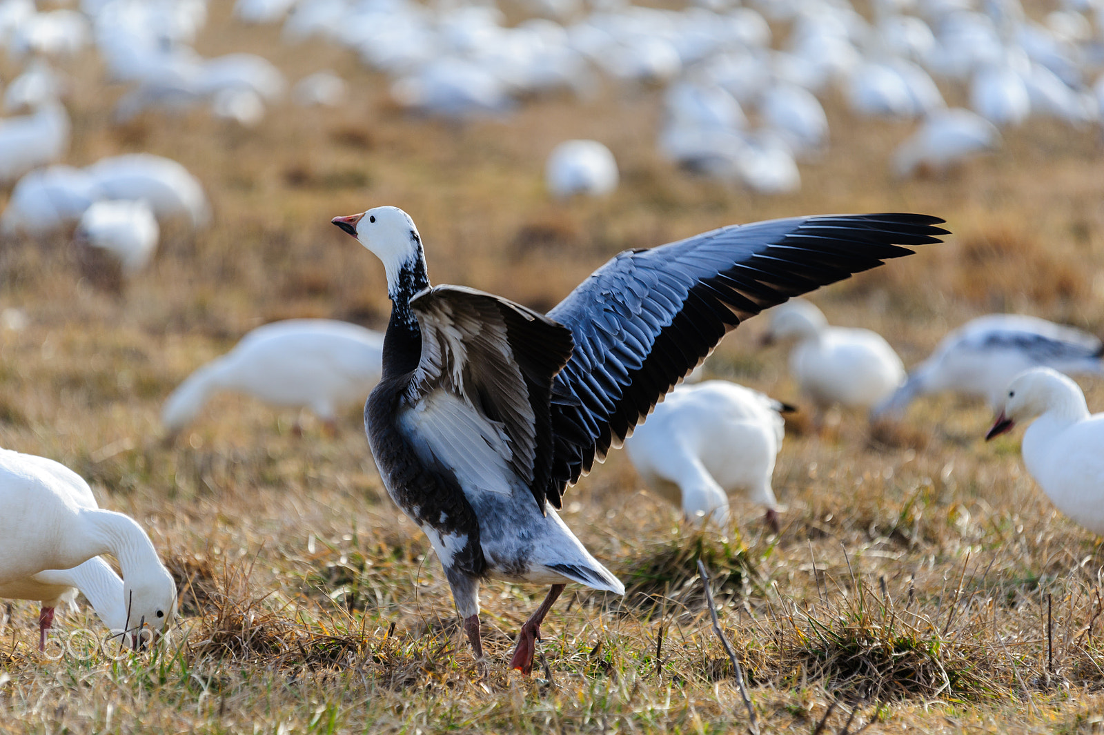 Sigma 120-400mm F4.5-5.6 DG OS HSM sample photo. Snow geese migration 2016 photography