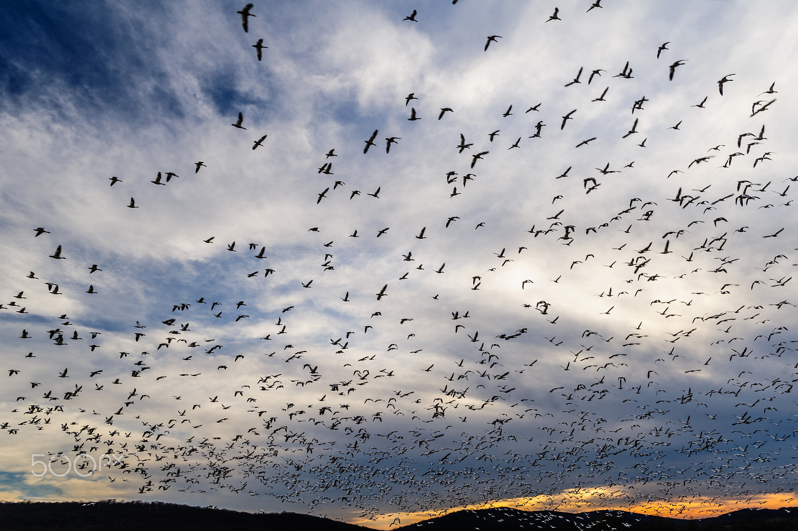 Nikon D700 + Nikon AF-S Nikkor 20mm F1.8G ED sample photo. Snow geese migration 2016 photography