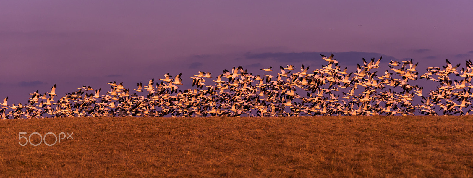 Sigma 120-400mm F4.5-5.6 DG OS HSM sample photo. Snow geese migration 2016 photography