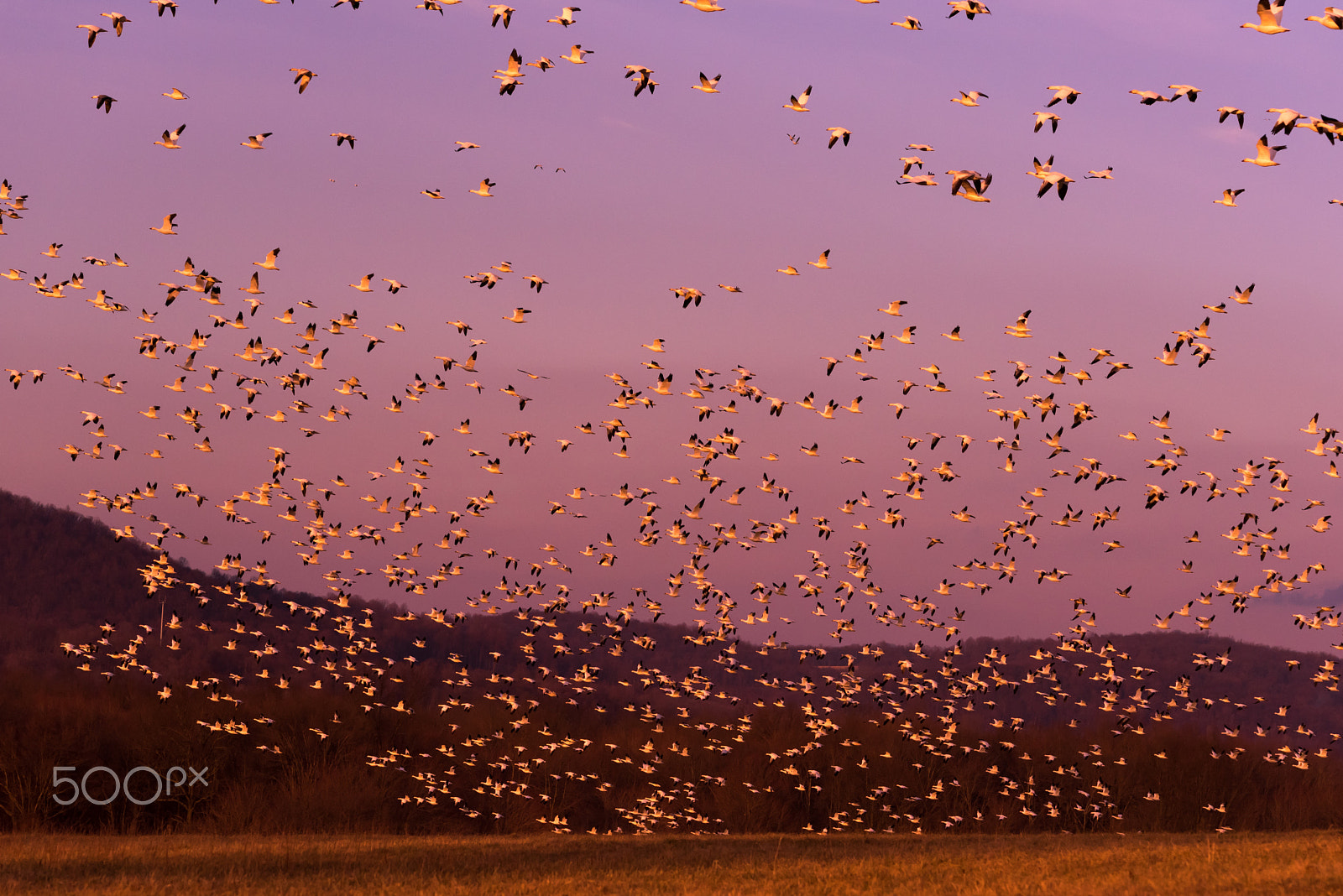 Sigma 120-400mm F4.5-5.6 DG OS HSM sample photo. Snow geese migration 2016 photography