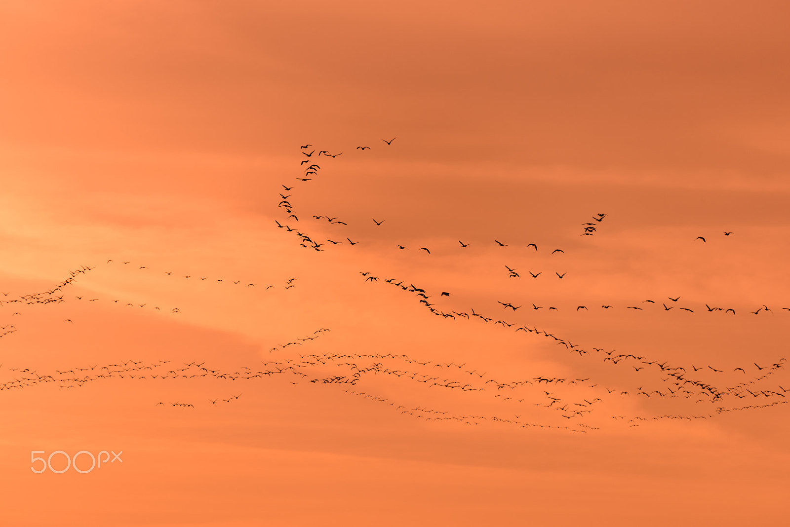 Sigma 120-400mm F4.5-5.6 DG OS HSM sample photo. Snow geese migration 2016 photography