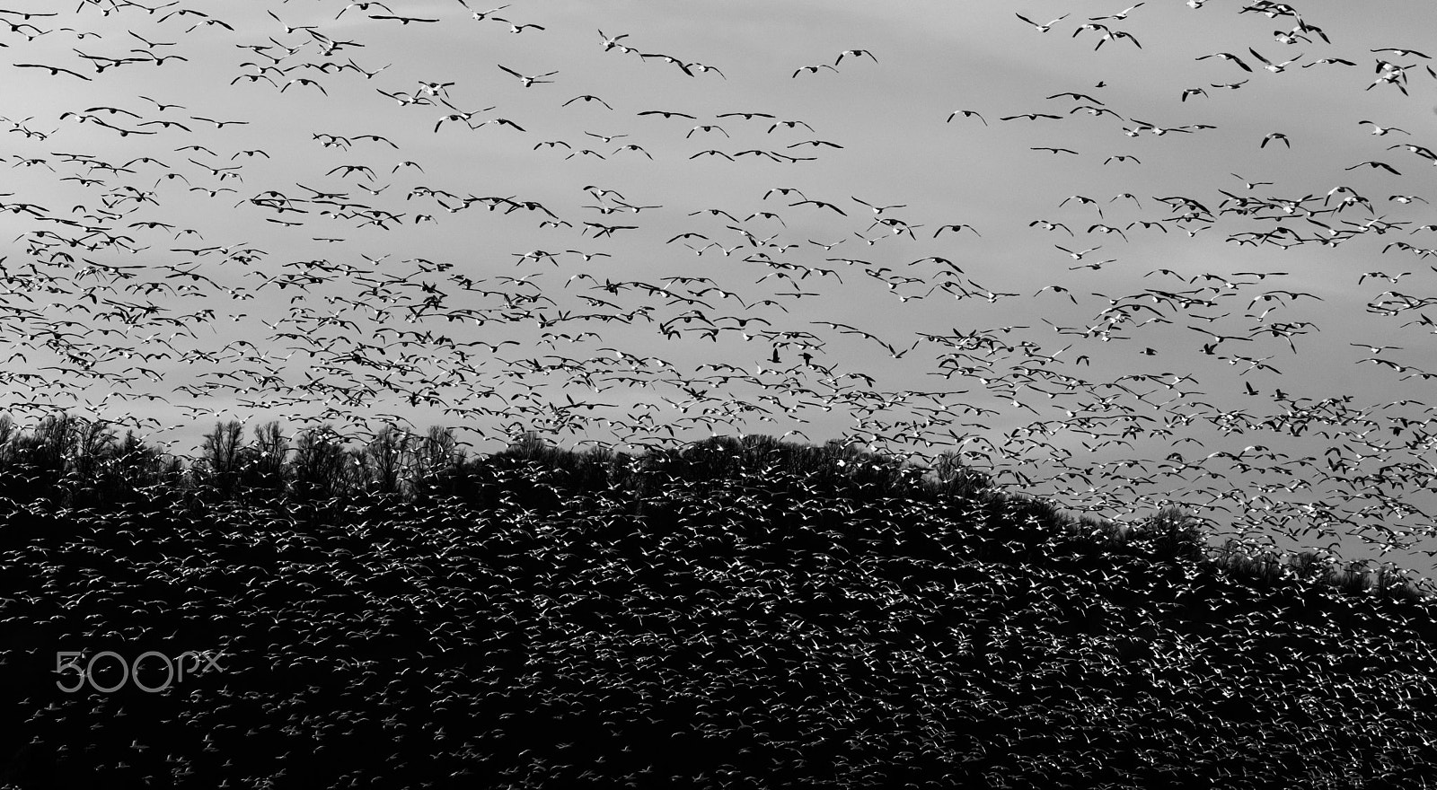 Sigma 120-400mm F4.5-5.6 DG OS HSM sample photo. Snow geese migration 2016 photography