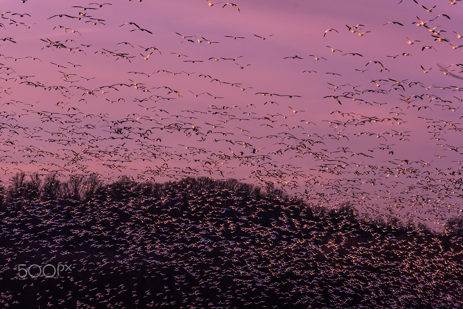 Sigma 120-400mm F4.5-5.6 DG OS HSM sample photo. Snow geese migration 2016 photography