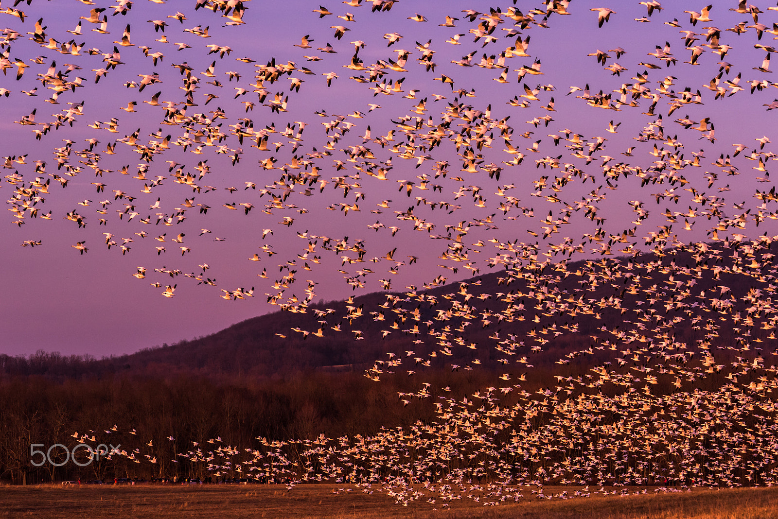 Sigma 120-400mm F4.5-5.6 DG OS HSM sample photo. Snow geese migration 2016 photography