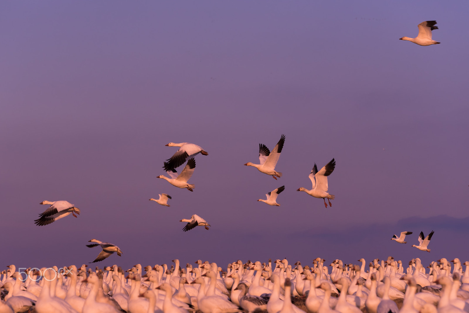 Sigma 120-400mm F4.5-5.6 DG OS HSM sample photo. Snow geese migration 2016 photography