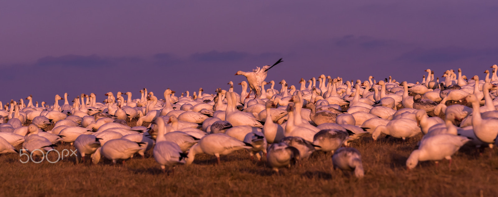 Sigma 120-400mm F4.5-5.6 DG OS HSM sample photo. Snow geese migration 2016 photography