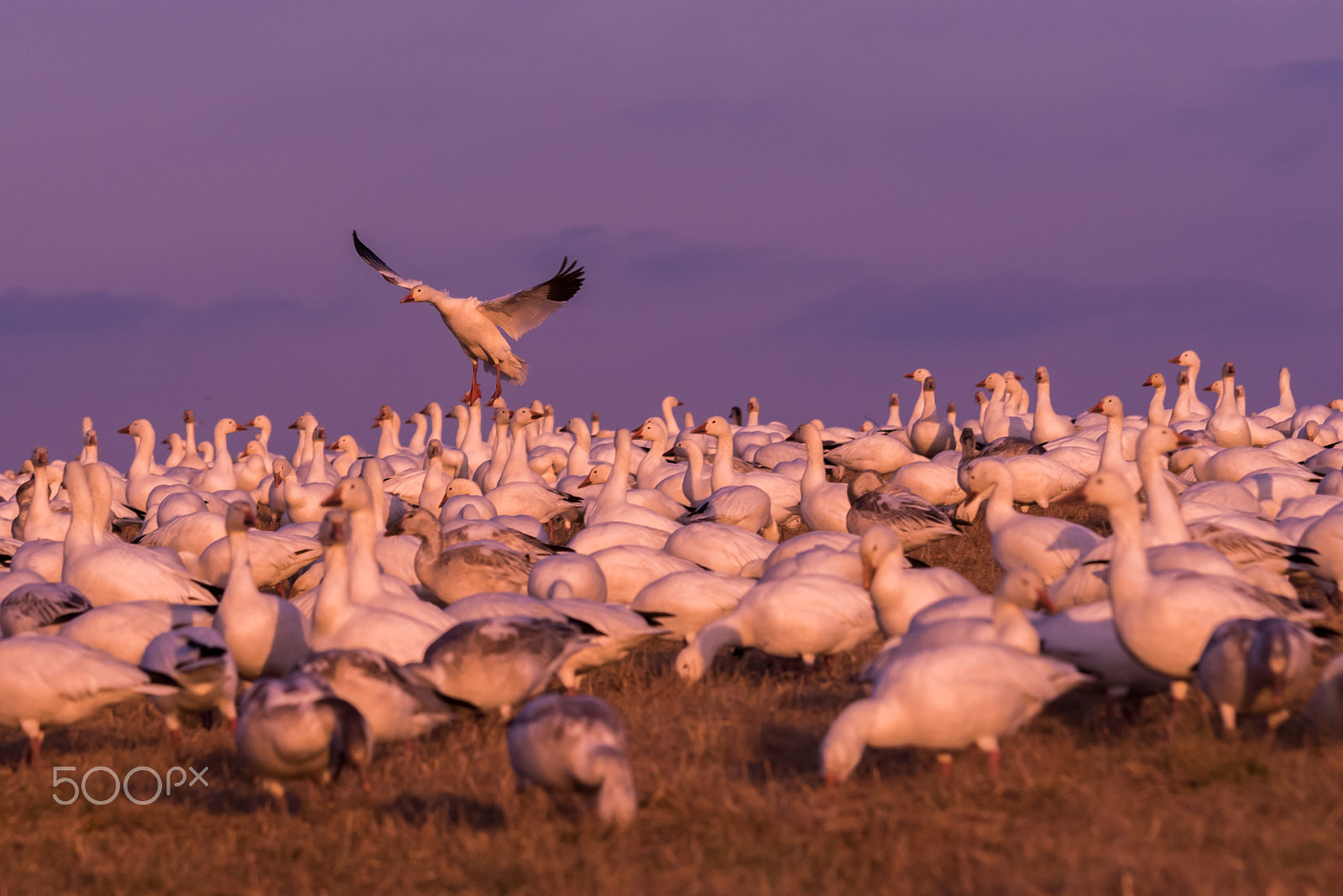 Sigma 120-400mm F4.5-5.6 DG OS HSM sample photo. Snow geese migration 2016 photography